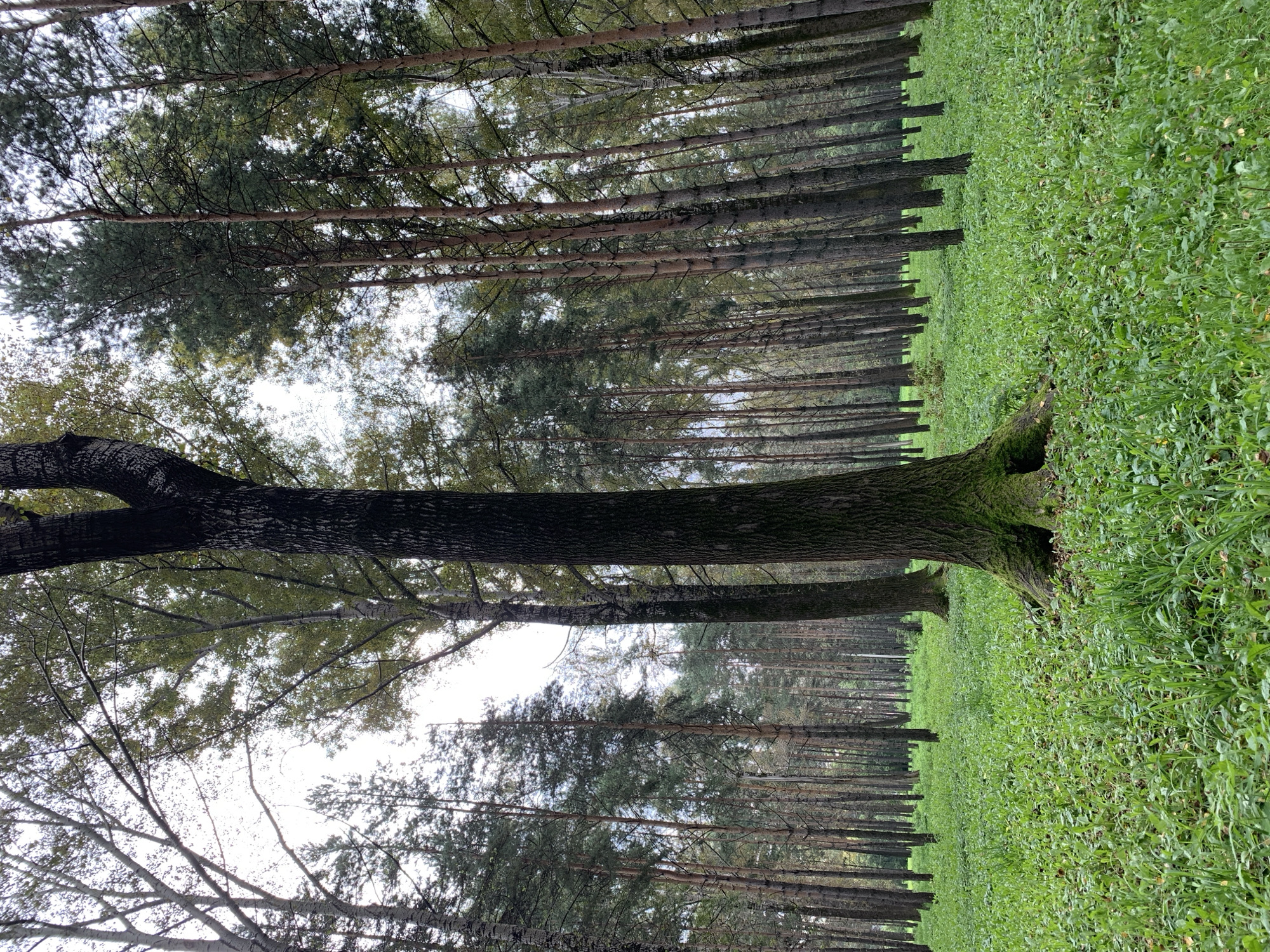 This is a low-angle, full shot of a dense forest with a clearing of lush green grass in the foreground. The trees are tall and varied, with some appearing to be pine trees and others deciduous. The trunk of a large, thick tree with mossy roots is prominent in the center foreground, angled towards the left. Sunlight filters through the canopy, creating a dappled light effect. The sky is overcast. The scene is devoid of any people, animals, or man-made objects, suggesting a natural, undisturbed environment. The image is likely from a park or a natural area within or on the outskirts of Prokopyevsk, Russia.