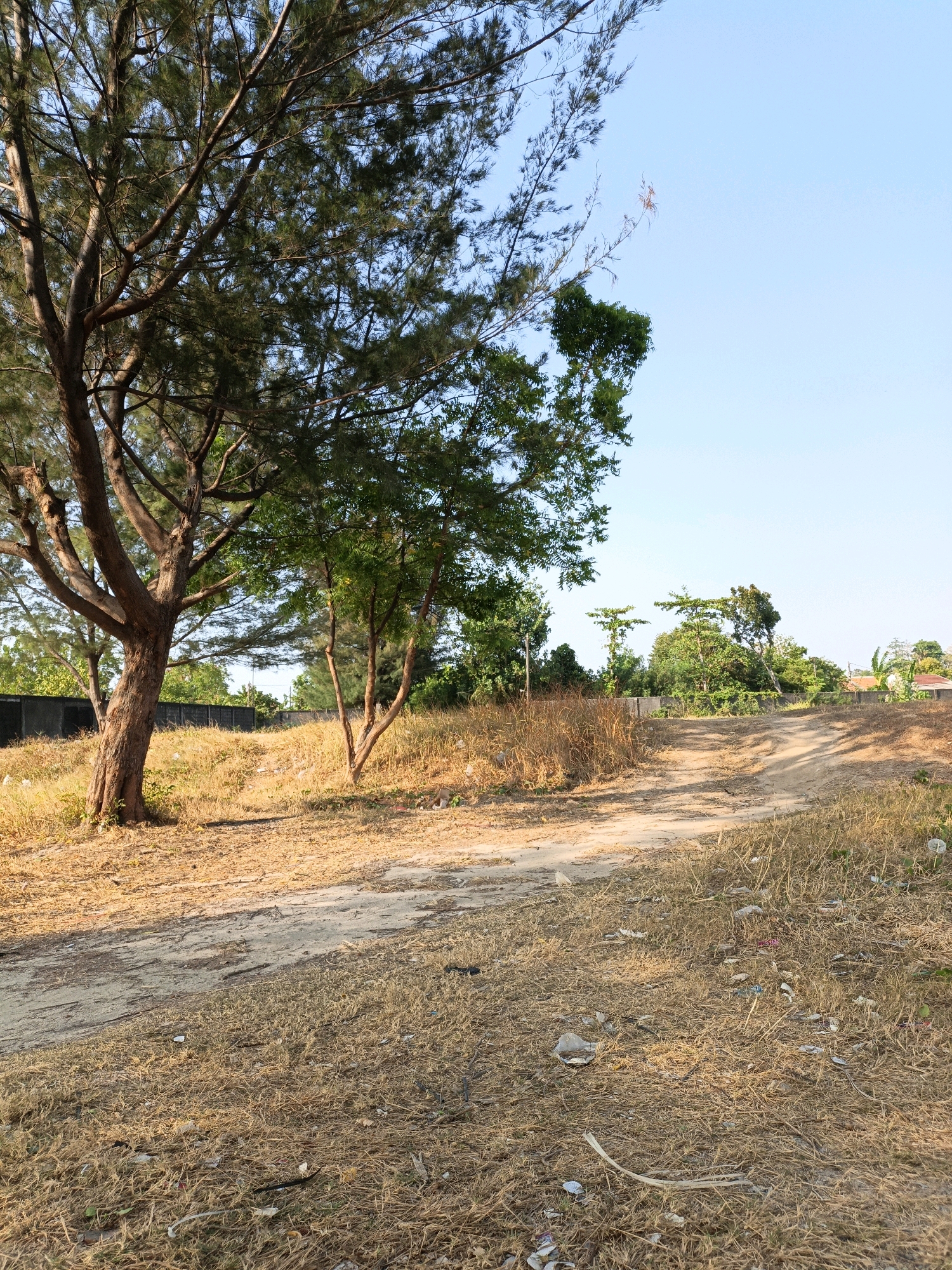 The image depicts a dirt path leading uphill through dry, golden grass under a clear blue sky. On the left side of the path, a large tree with a thick, textured trunk stands prominently, its branches reaching upwards. Further back, a smaller tree with a similar trunk and lighter foliage is visible. The environment is characterized by sparse vegetation and some scattered litter, including plastic bags and wrappers, on the ground. In the background, a low concrete wall runs horizontally, with more trees and some houses with red roofs visible beyond it. The lighting suggests it is daytime, with shadows cast by the trees. The scene appears to be located in a semi-rural or undeveloped area within or on the outskirts of Cikal, Indonesia, given the type of vegetation and the presence of residential structures in the distance. There are no people or animals visible in the frame.