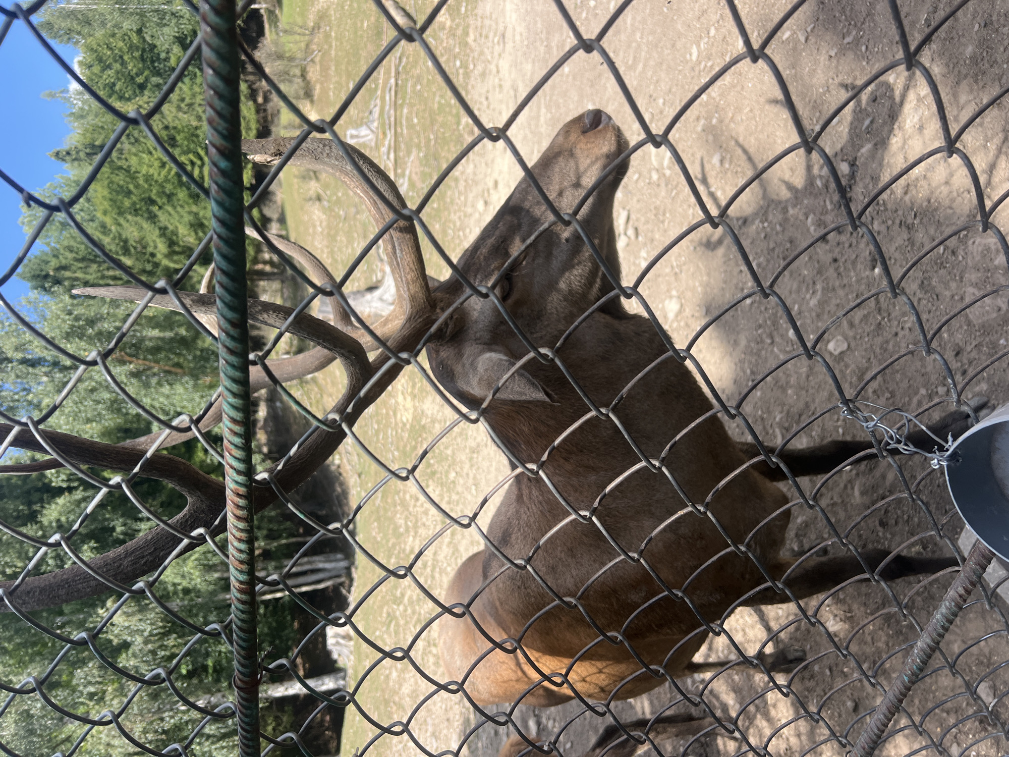 A male red deer is observed in an outdoor enclosure behind a chain-link fence. The deer is facing to the right, with its head and antlers clearly visible. The enclosure appears to be a sandy or dirt ground with some sparse vegetation and trees in the background. The lighting suggests it is daytime with sunlight casting shadows. A metal bucket is attached to the fence in the lower right corner. The setting is likely a zoo or wildlife park in Yaremche, Ukraine, given the context provided. No people are visible in the image.