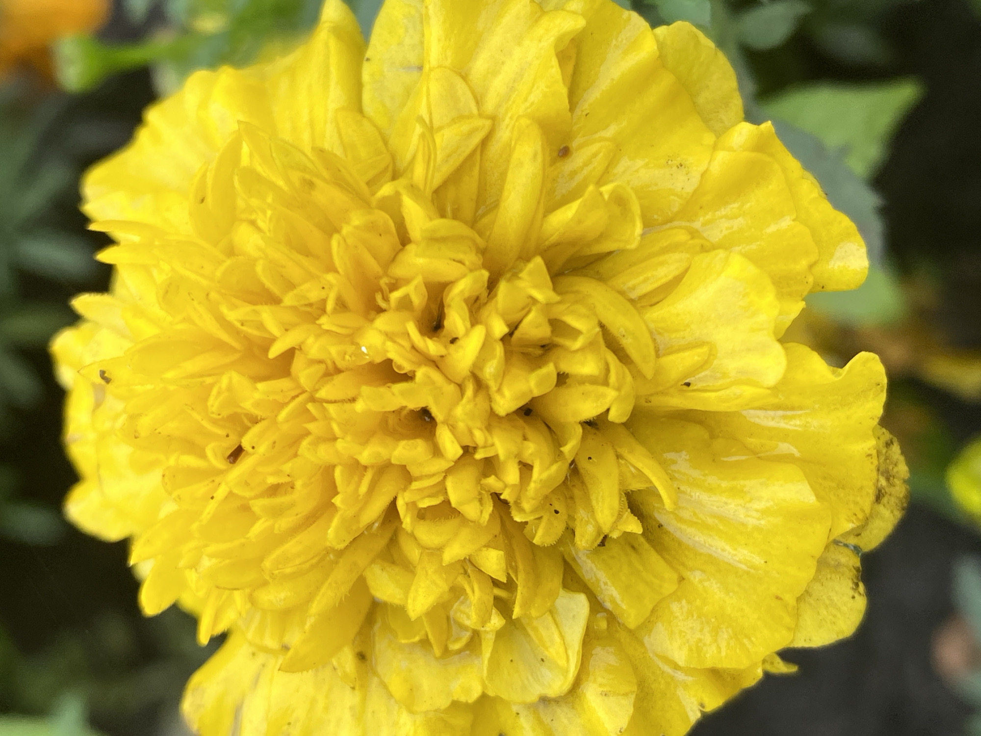 A close-up, high-angle shot shows a vibrant yellow marigold flower in full bloom. The flower's petals are densely packed, with many ruffled layers creating a rich texture. Some petals appear to have dew or water droplets on them, adding a slight sheen. The background is a soft blur of dark green foliage and hints of other out-of-focus flowers, suggesting a garden setting. There is no discernible evidence of the city of Novokuznetsk, Russia, or any specific environmental context beyond that of a natural outdoor space. No people or discernible actions are present in the image.