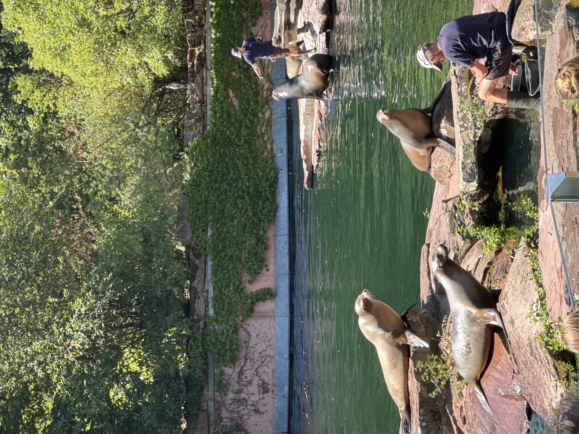 This is a medium-shot, eye-level photograph of a sea lion enclosure at the Nuremberg Zoo, Germany, on a sunny day. In the foreground, two sea lions are resting on reddish-brown rocks near the edge of a green body of water. The sea lion on the left is lying down, facing to the right with its head raised. The sea lion in front of it is in a more upright seated position, looking directly at the camera. Further back, a trainer in a navy blue t-shirt, brown shorts, a blue baseball cap, and green boots is interacting with a large sea lion that is partially in the water and partially on a rock. The trainer is extending his right hand towards the sea lion, possibly offering food or a command. Another sea lion is visible on a rock in the background, behind the trainer. The environment consists of a rock enclosure with lush green trees and ivy-covered walls in the background. A bird is perched on the wall in the distance. The water is calm with some ripples. In the lower right corner, a man in a dark t-shirt, black shorts, and a white baseball cap is sitting on a rock, facing away from the camera, with buckets and what appears to be food preparation items in front of him. The overall scene captures a moment of interaction between trainers and sea lions in a zoo setting.