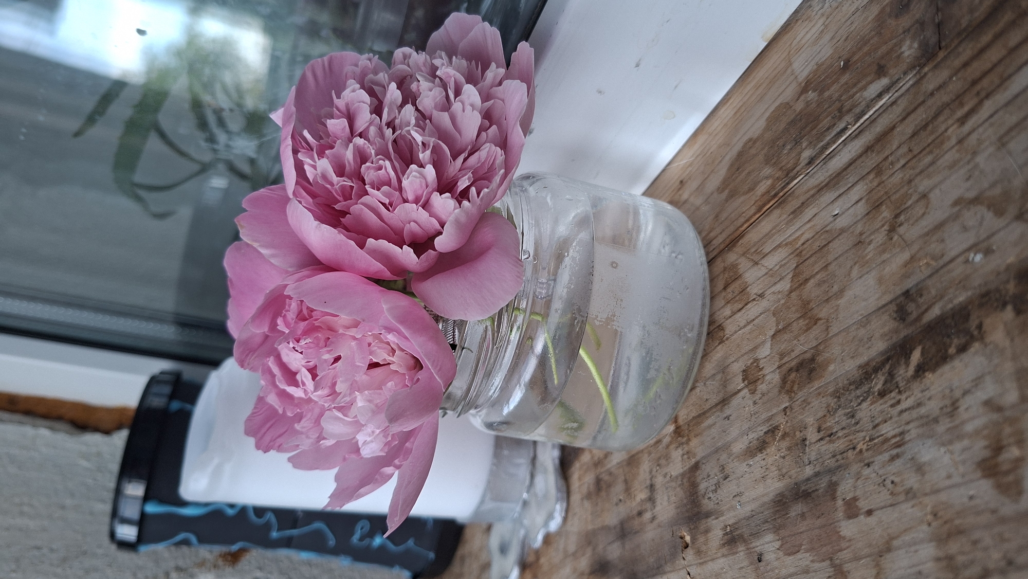 This media file shows a close-up of two pink peonies in a clear glass jar filled with water. The jar is placed on a rustic wooden surface, possibly a windowsill or table, with a window and a reflection of greenery visible in the background. The lighting suggests it is daytime. Part of a black and white object with blue decorative lines is visible on the left side of the image, near the base of the flowers. The overall scene conveys a simple, natural beauty.