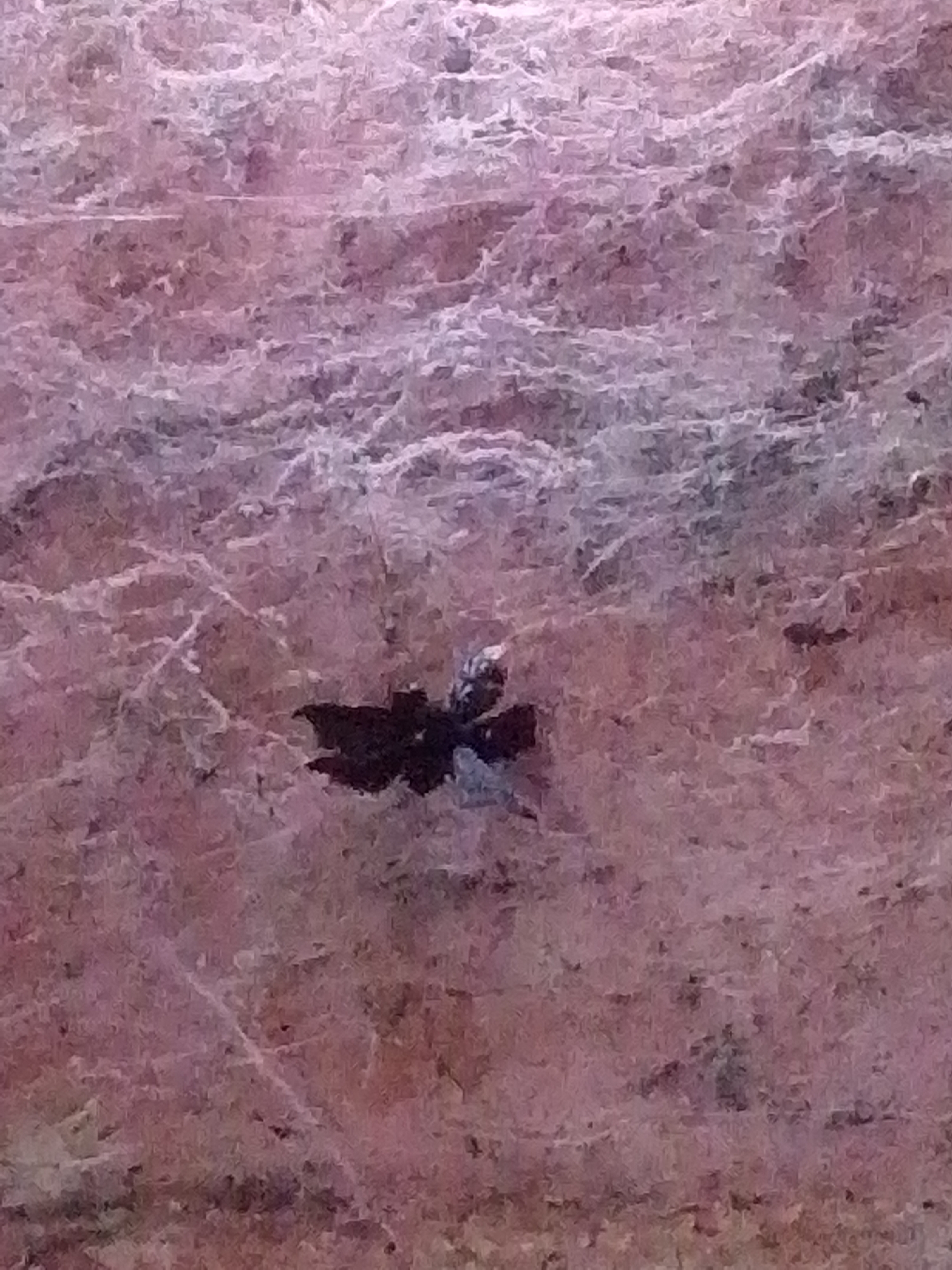 The image shows a small, dark, four-legged creature, possibly a spider, entangled in a fine, pale, web-like material against a textured, reddish-brown background. The background exhibits a rough, possibly natural surface with variations in color and texture, suggesting it could be part of a wall or a natural formation. The lighting in the image is diffused, creating soft shadows and highlighting the intricate details of the web. There is no visible indication of human presence or activity in the scene. The location in Serti, Nigeria, is not discernible from the visual information provided in the image.