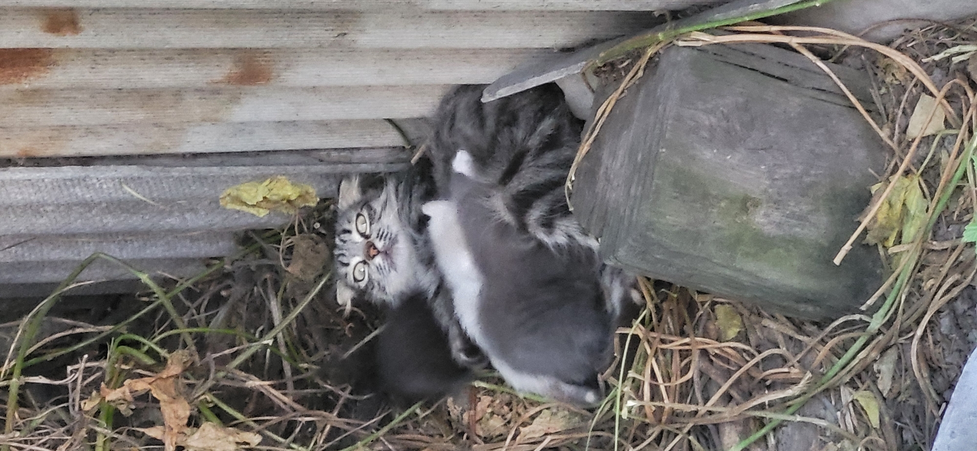 An adult tabby cat with wide eyes lies on its back in dry grass and debris next to a corrugated metal wall and a weathered wooden post. Two kittens, one gray and white and another dark, are nestled against the adult cat. The scene appears to be an outdoor, unkempt area, possibly a backyard or alleyway. There is no indication of the specific location within Taldykorgan, Kazakhstan.