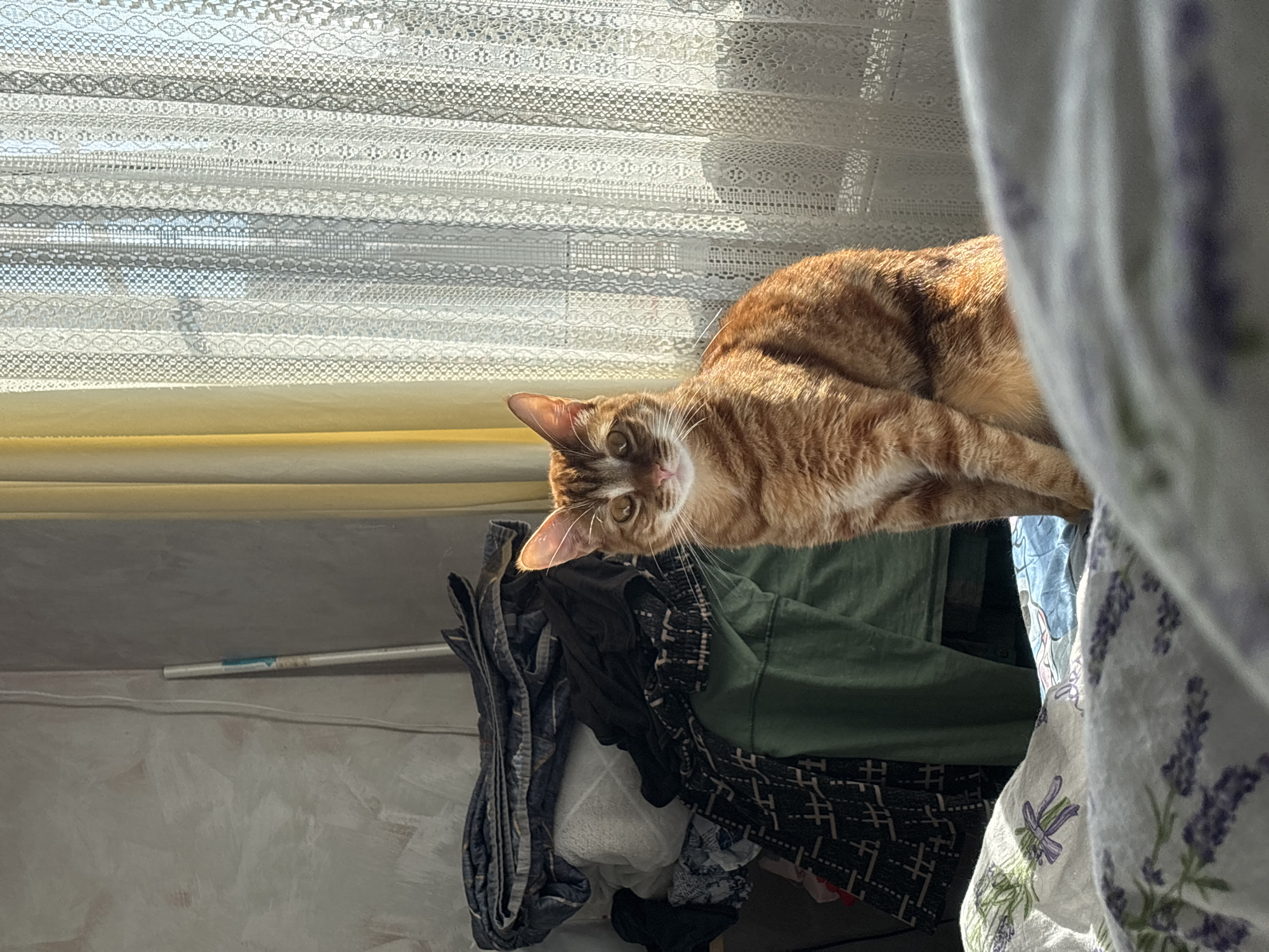 A medium shot shows an orange tabby cat resting on top of a pile of clothes. The cat is looking at the camera. In the background is a window with lace curtains. To the right of the cat is a light-colored fabric with a lavender pattern. A section of wall with a power cord and tape is visible on the left. The location is Natukhayevskaya, Russia.