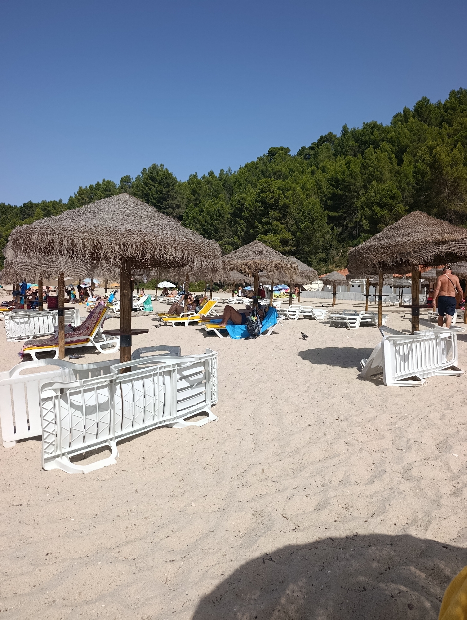 The image depicts a sandy beach scene on a sunny day, likely in Setúbal, Portugal, given the information provided about the location. The foreground features several white plastic beach barriers, some of which are stacked. Beyond these barriers, rows of straw-thatched umbrellas provide shade for numerous yellow and white plastic beach loungers. Some loungers are occupied by people relaxing, while others are empty. In the mid-ground, a few individuals are visible, including a man walking away from the camera wearing dark shorts and a light-colored hat, and a person lying on a lounger under an umbrella. The background is dominated by a dense forest of green pine trees, with a clear blue sky above. The overall impression is one of a typical beach resort environment.