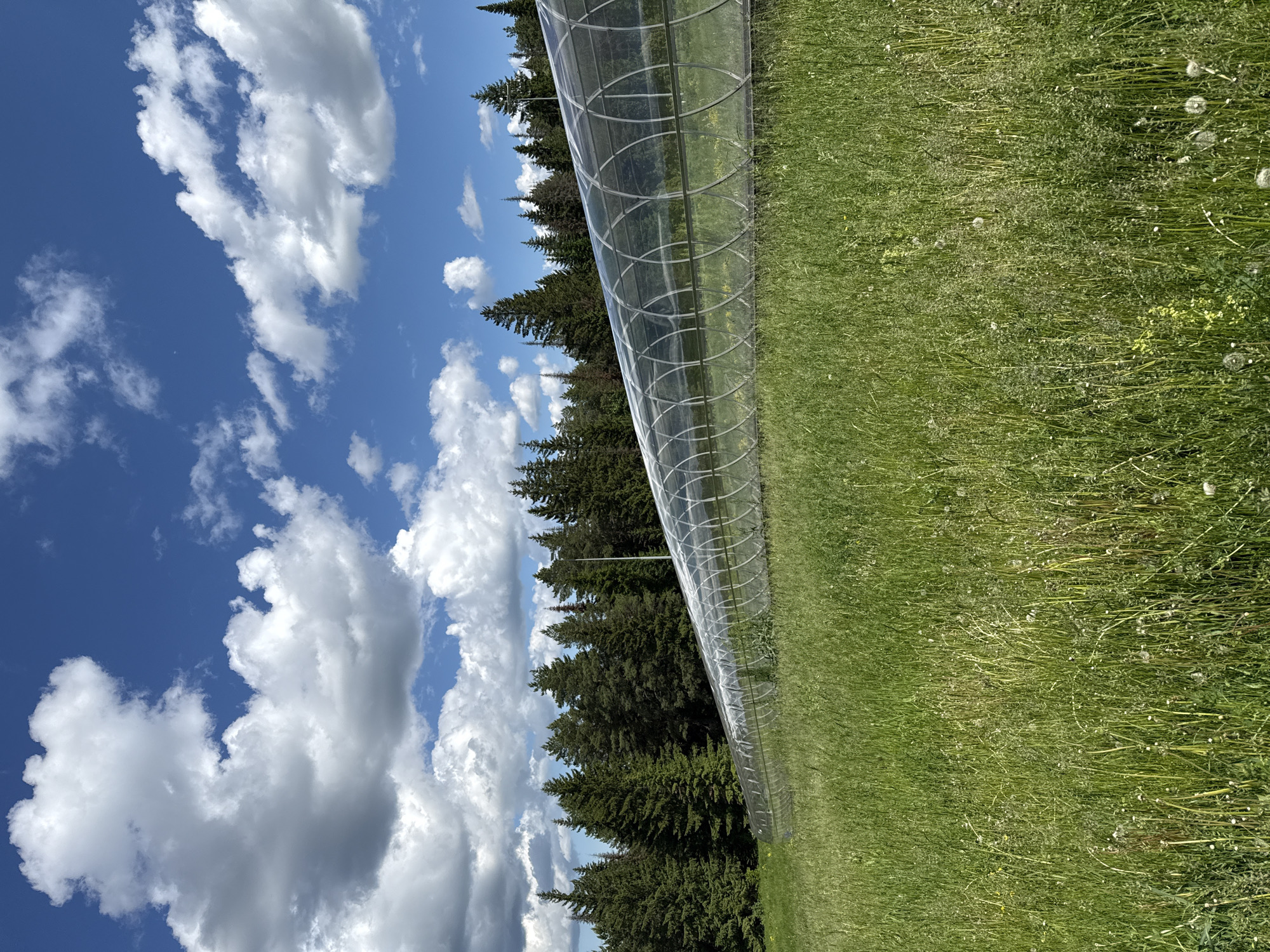 An outdoor, horizontal, eye-level shot captures a long, transparent tunnel structure in a grassy field, with a dense forest in the background and a bright blue sky with white clouds above. The tunnel appears to be made of a clear, flexible material supported by circular frames, and it is positioned at an angle, stretching from the left foreground towards the right midground. The field is covered in tall green grass and scattered white wildflowers. The forest consists of numerous evergreen trees. The scene suggests a rural or natural environment, possibly a park or an agricultural area. The location is identified as Нечкино, Russia.