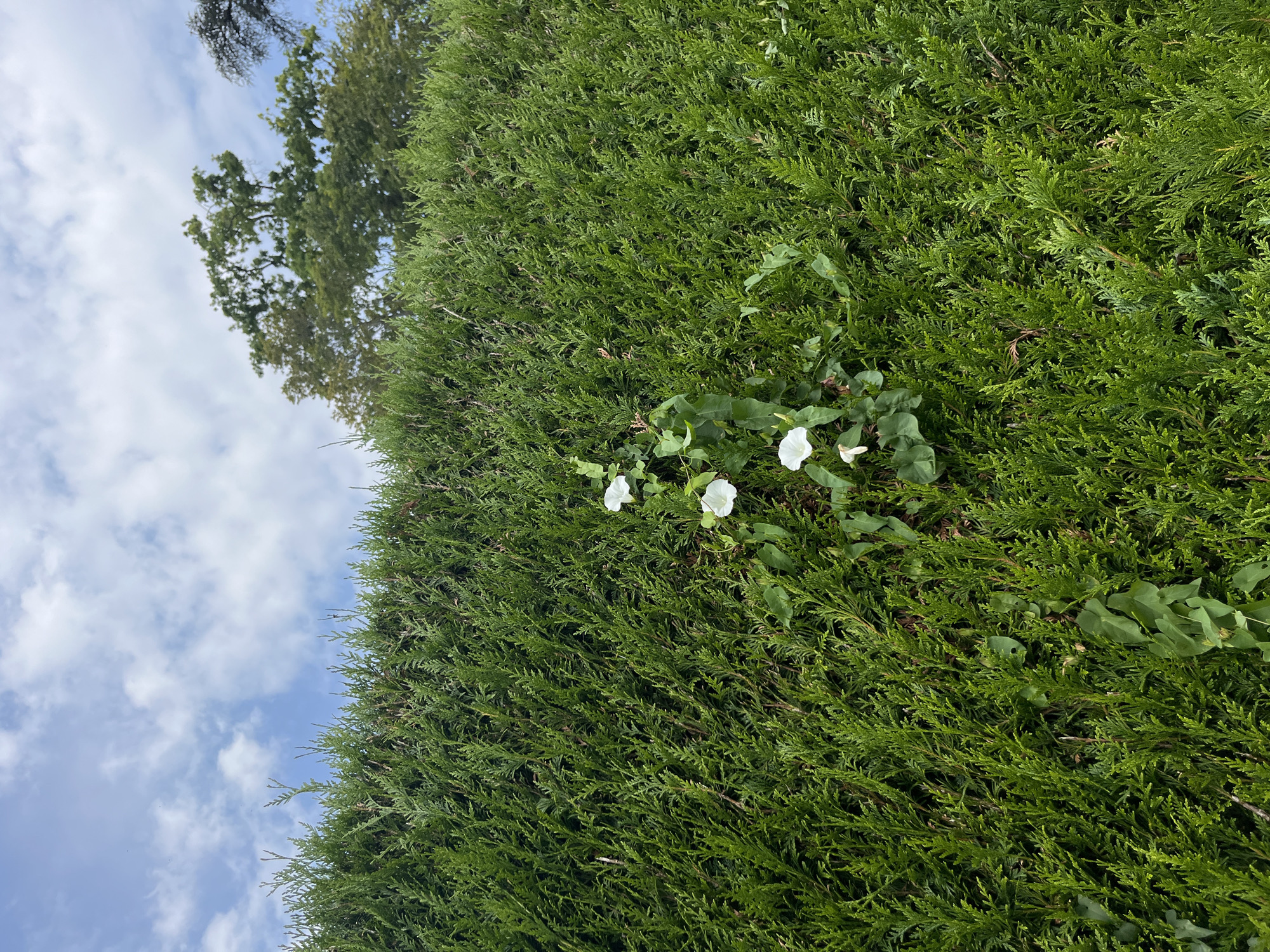 The image shows a dense, green hedge with white flowers growing on it. The hedge appears to be a boundary for a property in La Tour-de-Peilz, Switzerland, given the context. The sky above is blue with white clouds, and some trees are visible in the distance. The hedge is well-maintained and appears to be a common feature in the landscaping of the area. The white flowers, likely bindweed, add a touch of natural beauty to the otherwise structured hedge. The scene is tranquil and suggests a peaceful outdoor setting.