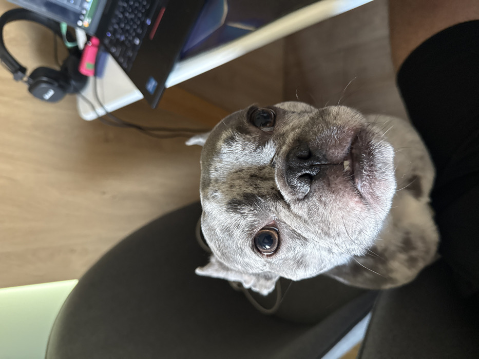 A French Bulldog with a mottled gray and white merle coat and brown eyes is positioned facing forward, looking directly at the viewer. Its lower jaw exhibits a slight underbite, revealing two prominent lower teeth. The animal is situated near the lap of a person, whose black-clad legs are visible at the bottom of the frame. The indoor scene, located in Sofia, Bulgaria, features a dark gray chair partially visible on the left. The background includes light brown wooden wall paneling. To the right, a white desk holds a black laptop computer, black Marshall over-ear headphones, and a pink cylindrical object. Black connecting cables are visible on the desk surface.