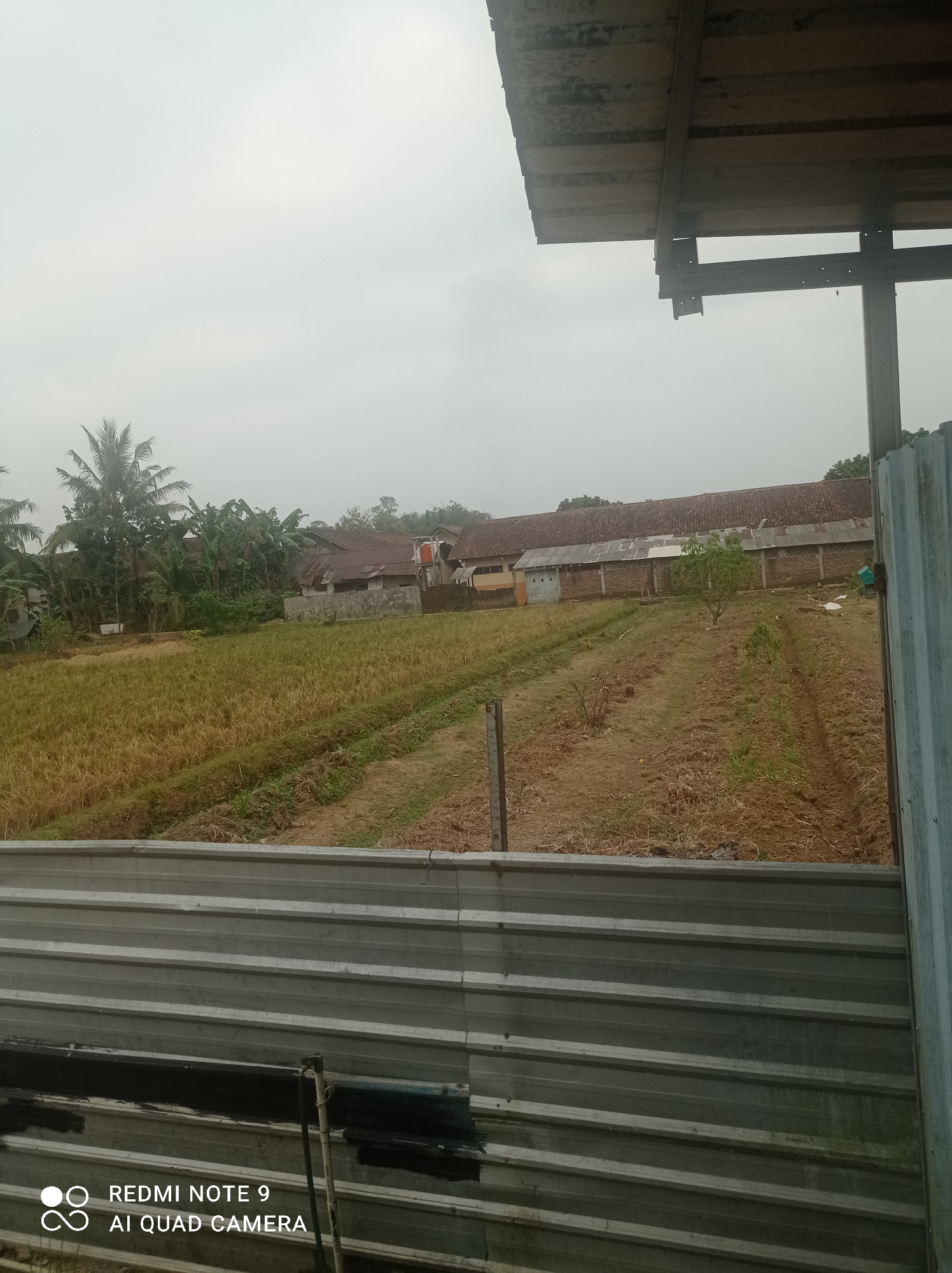 The image shows a rural landscape with agricultural fields and buildings under a cloudy sky. In the foreground, there is a corrugated metal fence. Beyond the fence, there is a field with rows of crops, some of which appear to be harvested or dry, while others show signs of cultivation. Further in the background, there are several buildings with terracotta tile roofs, and a dense cluster of trees, including palm trees and banana trees, characteristic of a tropical environment like Cipawon, Indonesia. The overall scene suggests a working farm or agricultural area on an overcast day. There are no people visible in the image.
