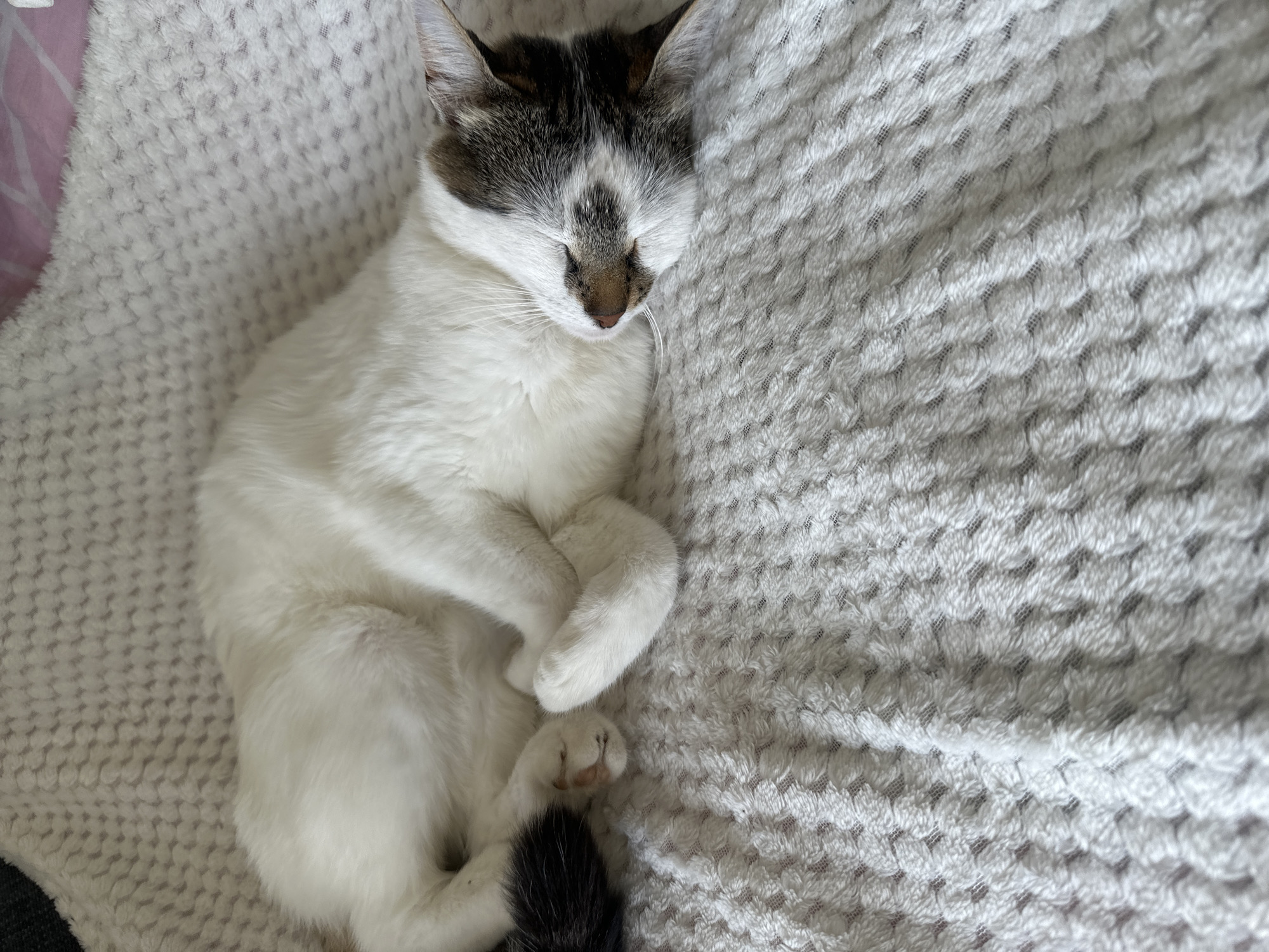 A sleeping cat is curled up on a textured, light-colored blanket. The cat is predominantly white with patches of dark gray/brown on its head and a dark tail. Its eyes are closed, and its paws are curled near its chest. The background consists mainly of the textured blanket. The location is not determinable from the image.