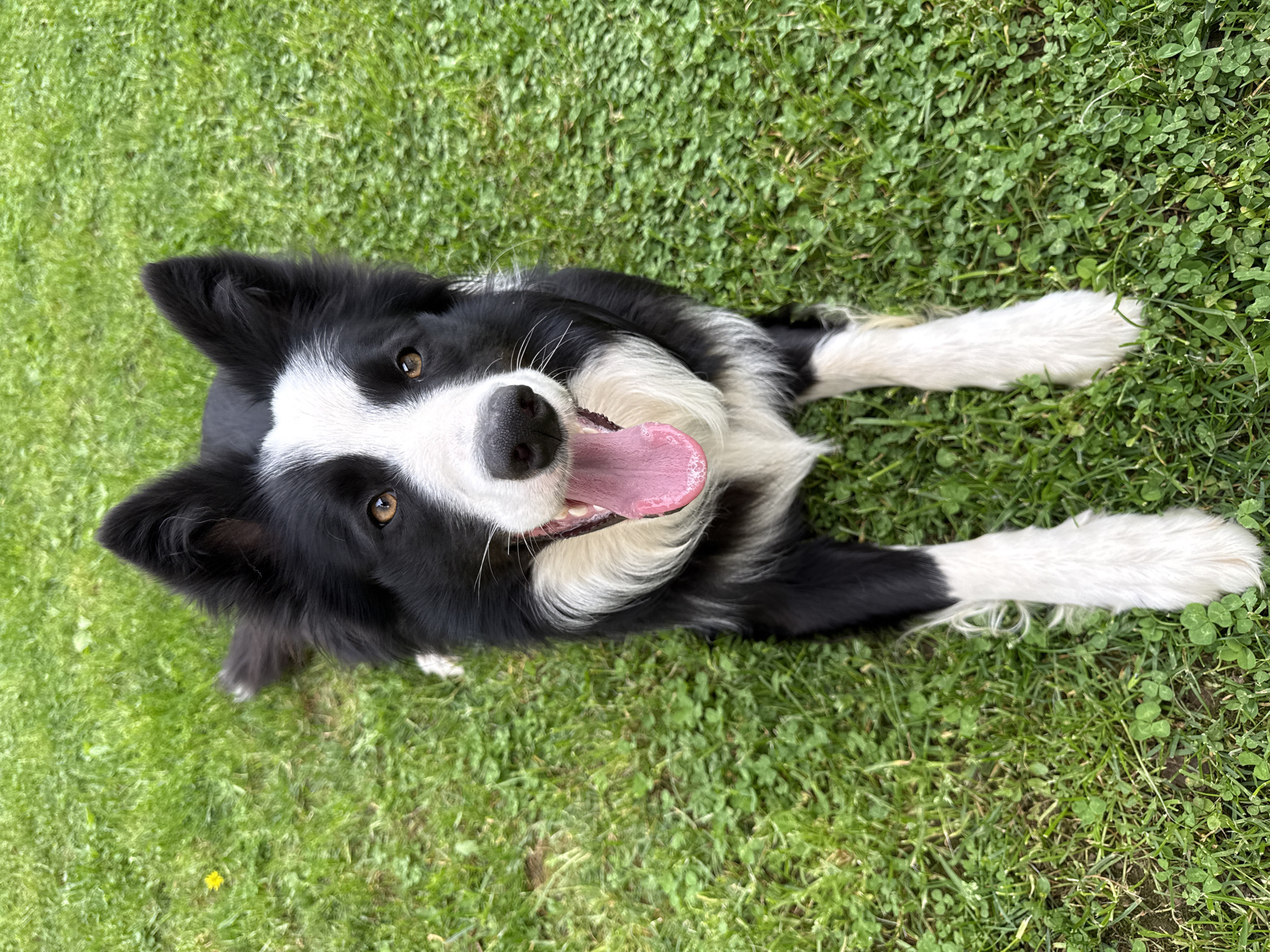 A medium shot shows a black and white Border Collie dog lying on green grass and clover. The dog is looking directly at the camera with an open mouth and its tongue hanging out. The dog's paws are stretched forward. The photo was likely taken outdoors. There are no indications this image was taken in the city of Berkovitsa, Bulgaria.