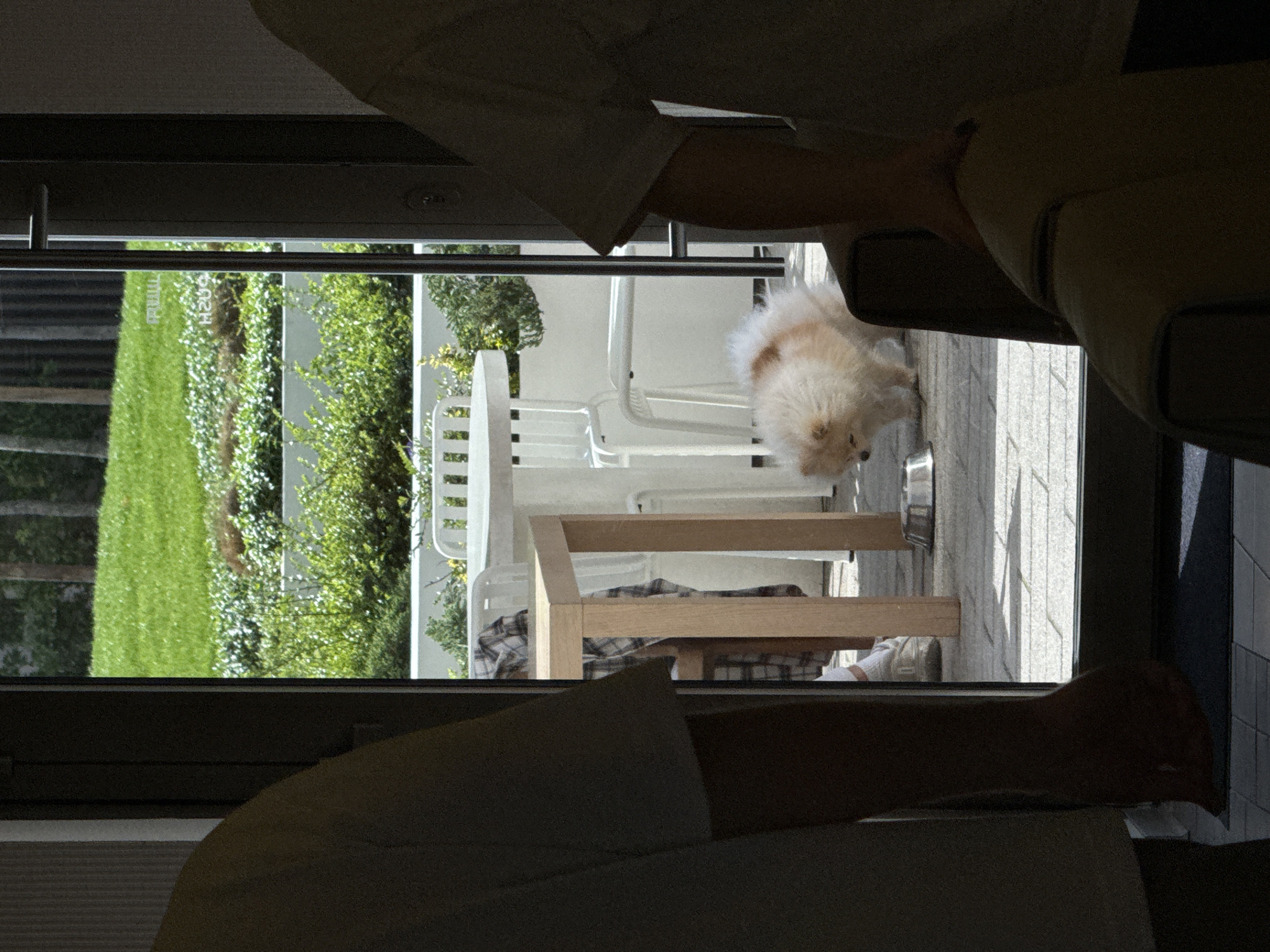 The image captures an indoor perspective looking out through a glass door or window onto a bright outdoor patio and garden area. The view is primarily vertical, showing the interior on the left and right, framing the exterior scene in the middle.
Inside, parts of two individuals are visible, seated in dark, presumably comfortable, furniture. In the foreground, on the right, a person's arm and leg are visible, largely in shadow. Towards the top-left, another person's upper body and arm are partially seen.
The exterior scene is brightly lit by natural sunlight. A small, fluffy dog, light-colored with some brown/orange markings, is on the patio, bending down near a metal bowl, possibly eating or drinking. The patio features light-colored paving stones and is furnished with white outdoor chairs and a table. A wooden table, possibly a dining or side table, also sits on the patio, with a plaid blanket or shirt draped over a nearby chair or bench.
Beyond the patio lies a lush green lawn, bordered by green bushes and shrubs. In the further background, trees and a white building are visible. Mirrored text, which appears to read "PRANA H2O", is faintly visible on a reflective surface within the exterior.
The scene depicts a calm daytime setting with clear, sunny weather. The contrast between the shaded interior and the brightly lit exterior is notable. The overall atmosphere suggests relaxation and leisure. The location context indicates Belgrade, Serbia.