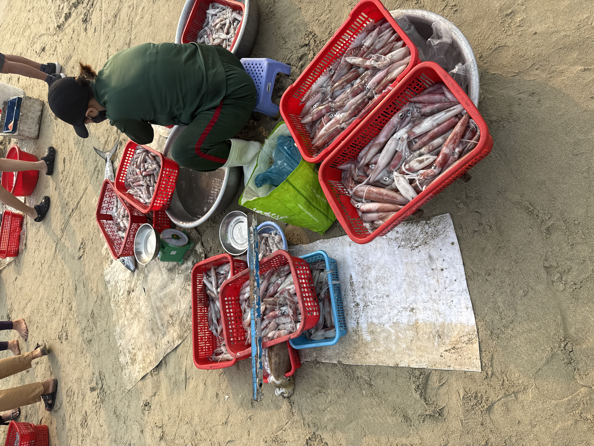 An eye-level shot captures a seafood market scene on a beach, likely in Đà Nẵng, Vietnam. A woman, sporting a dark green outfit with red stripes and a dark cap, crouches next to a large metal bowl. Around her are various red and blue plastic baskets filled with squid and small fish. Some of the baskets are stacked. A blue plastic stool is positioned near the bowl.
A green shopping bag and weighing scale are present. Bare feet and lower legs of other individuals are visible at the edges of the frame. The ground is sandy, with areas covered by white sheets. The overall light suggests it is daytime.