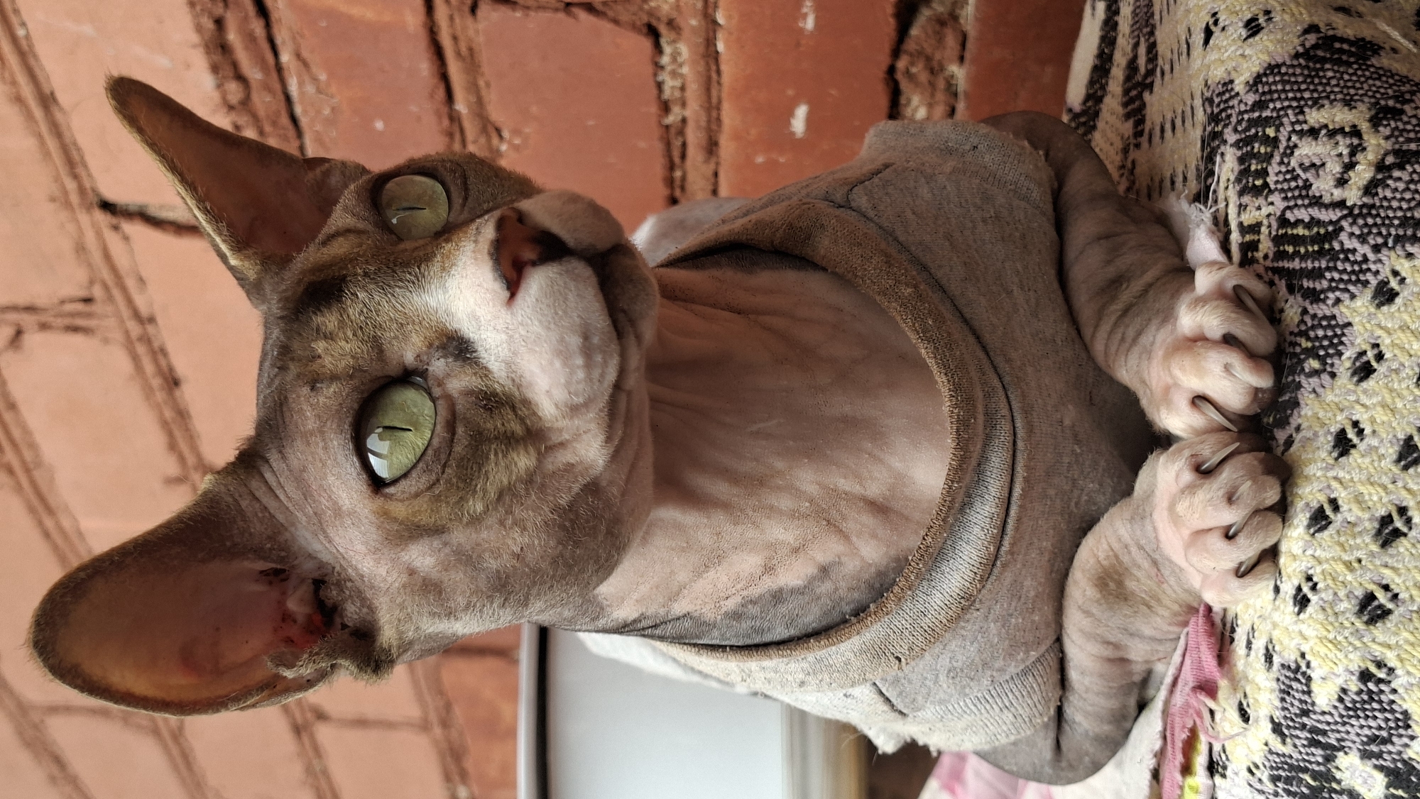 A close-up, eye-level, portrait shot focuses on a hairless cat with large, green eyes and pink skin, wearing a grey t-shirt. The cat is positioned in the foreground, resting its front paws on a patterned textile surface. Behind the cat, a textured brick wall serves as the background. The overall lighting suggests an outdoor setting with natural light. The location in the city of Myadzyel, Belarus, is not discernible from the image.