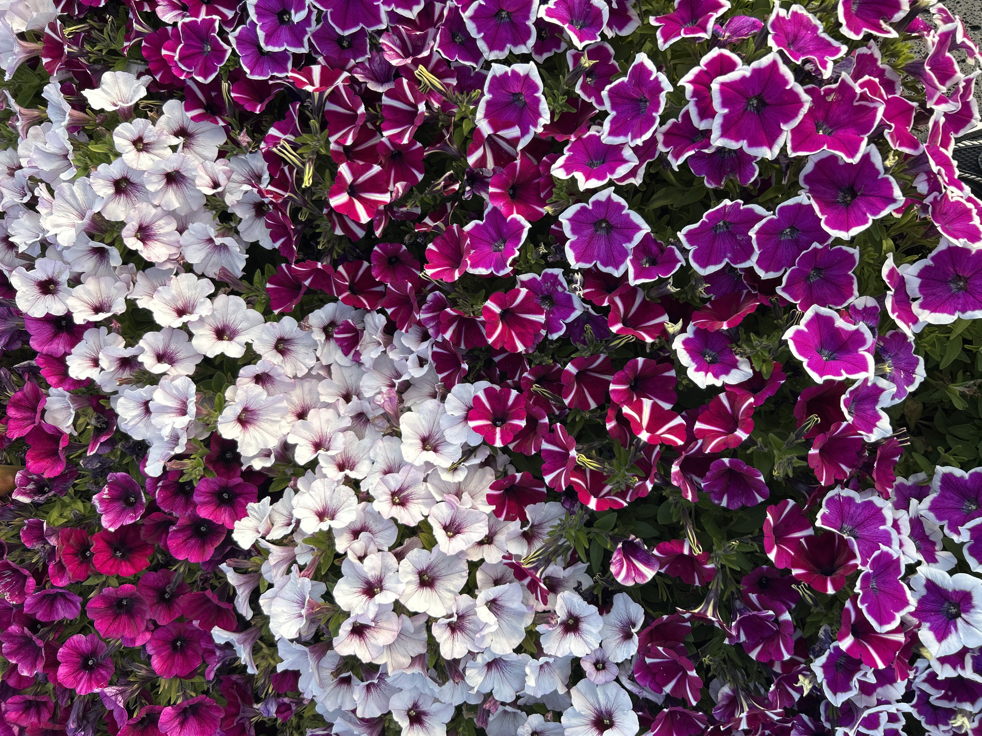 The image displays a dense bed of petunia flowers in a variety of colors and patterns. The flowers are tightly packed, creating a uniform textured surface. Colors range from solid deep purple to white with purple centers, to purple and white striped varieties, and to dark purple flowers with white-edged petals. The petals have a soft, velvety texture. The flowers exhibit a subtle gradient and varying degrees of shadow that suggests a natural, unedited scene. The location is undetermined.