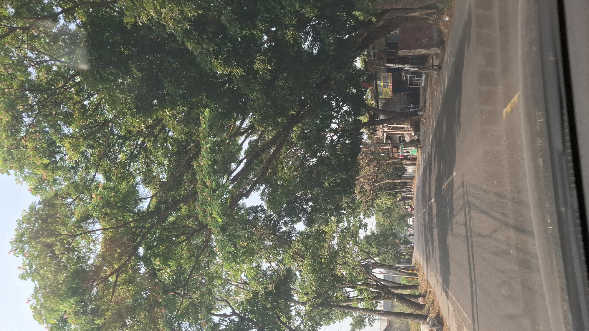 The image shows a two-lane asphalt road in Cikaroya, Indonesia, lined with large, mature trees that form a canopy overhead. The road is mostly empty, with a few motorcycles and a car visible in the distance. The sides of the road feature a mix of vegetation, some low-lying bushes, and small buildings that appear to be shops or residences. The overall impression is of a semi-urban or suburban environment with significant tree cover, suggesting a well-established area. The lighting indicates it is daytime, likely late morning or early afternoon, with the sun casting shadows on the road.