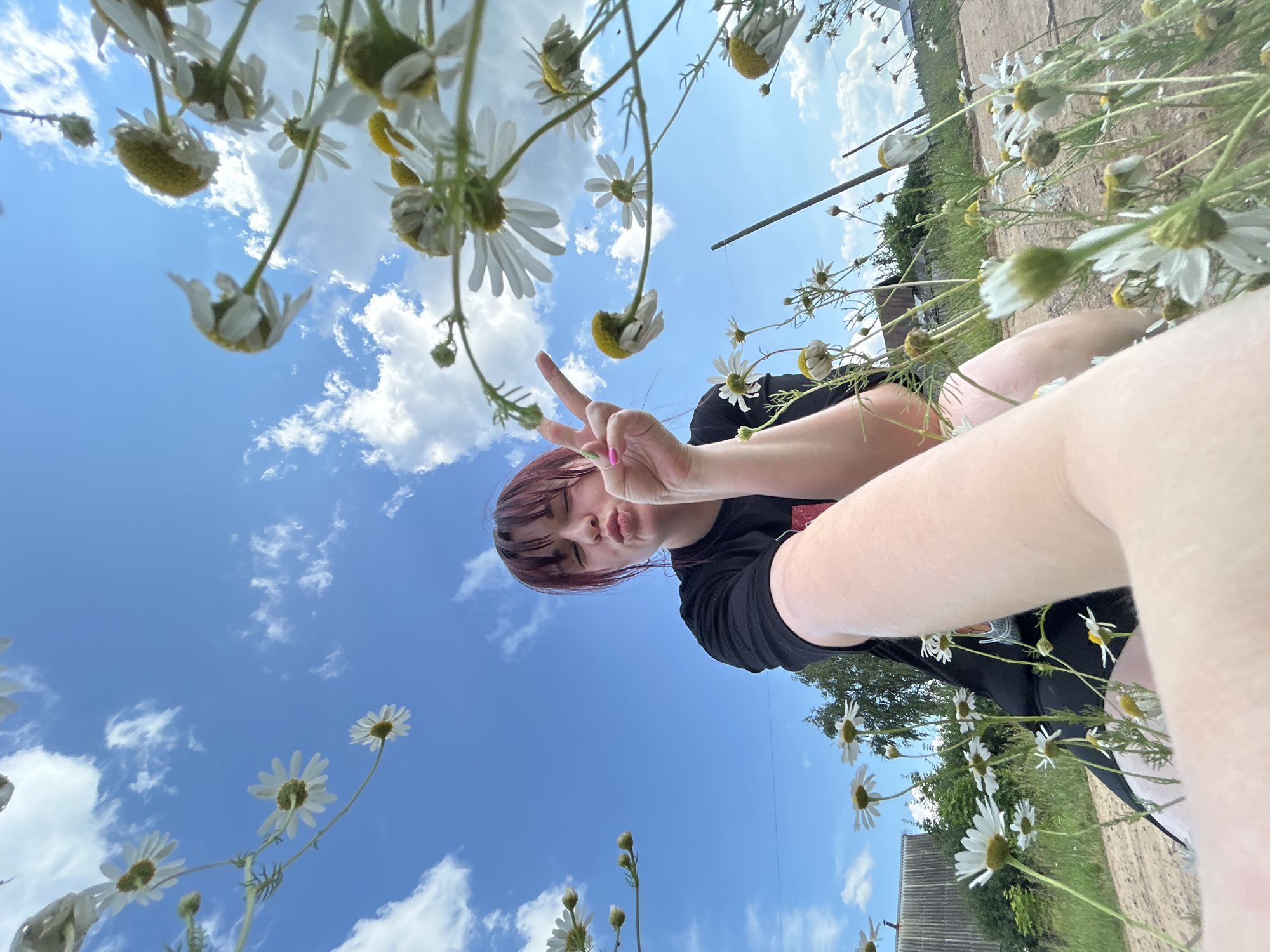 The image captures a low-angle, wide-shot selfie taken outdoors in what appears to be a rural setting, possibly near the city of Fokinskoye, Russia, given the presence of what looks like a weathered wooden building and a dirt path. The sky is a vibrant blue, filled with scattered white, fluffy clouds, suggesting a clear day.
In the foreground, a young person with dark hair and bangs is the central subject. They are wearing a black t-shirt and are making a kissing face while holding up two fingers in a peace sign. Their right arm is extended towards the camera, holding the device used to take the selfie. The person's skin tone is fair.
The environment is dominated by a field of white daisies with yellow centers. Many of the flowers are in focus and appear to be swaying gently, with some in bloom and others in bud. The perspective of the shot makes the flowers seem larger than life, framing the subject.
In the background, behind the person, there are hints of greenery and trees. To the left, a simple, long, grey wooden structure with a sloped roof is visible, resembling a barn or a shed, characteristic of rural Russian architecture. A thin, vertical pole or post is also visible in the middle ground. The ground appears to be a dirt or gravel path. The overall impression is one of a casual, summery moment captured in a natural, undeveloped area.