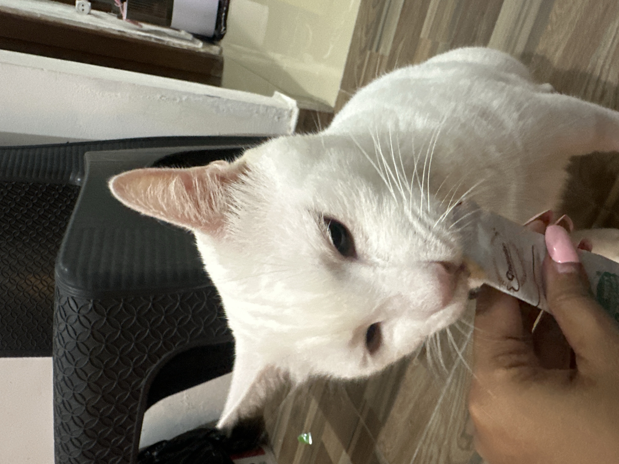 A close-up, slightly blurred, vertical shot shows a white cat with light pink ears, eating from a cat treat tube held by a human hand. The cat's head is angled down towards the treat, its mouth in contact with the tube, and its eyes are partially closed. The hand, which has pink-painted fingernails, is positioned below the cat's mouth, holding the treat tube. The background consists of a wooden floor and a white wall. In the upper left quadrant, a dark, textured surface of an object, possibly a chair, is visible. The lighting appears to be artificial and warm. The scene takes place indoors, likely in a residential setting.