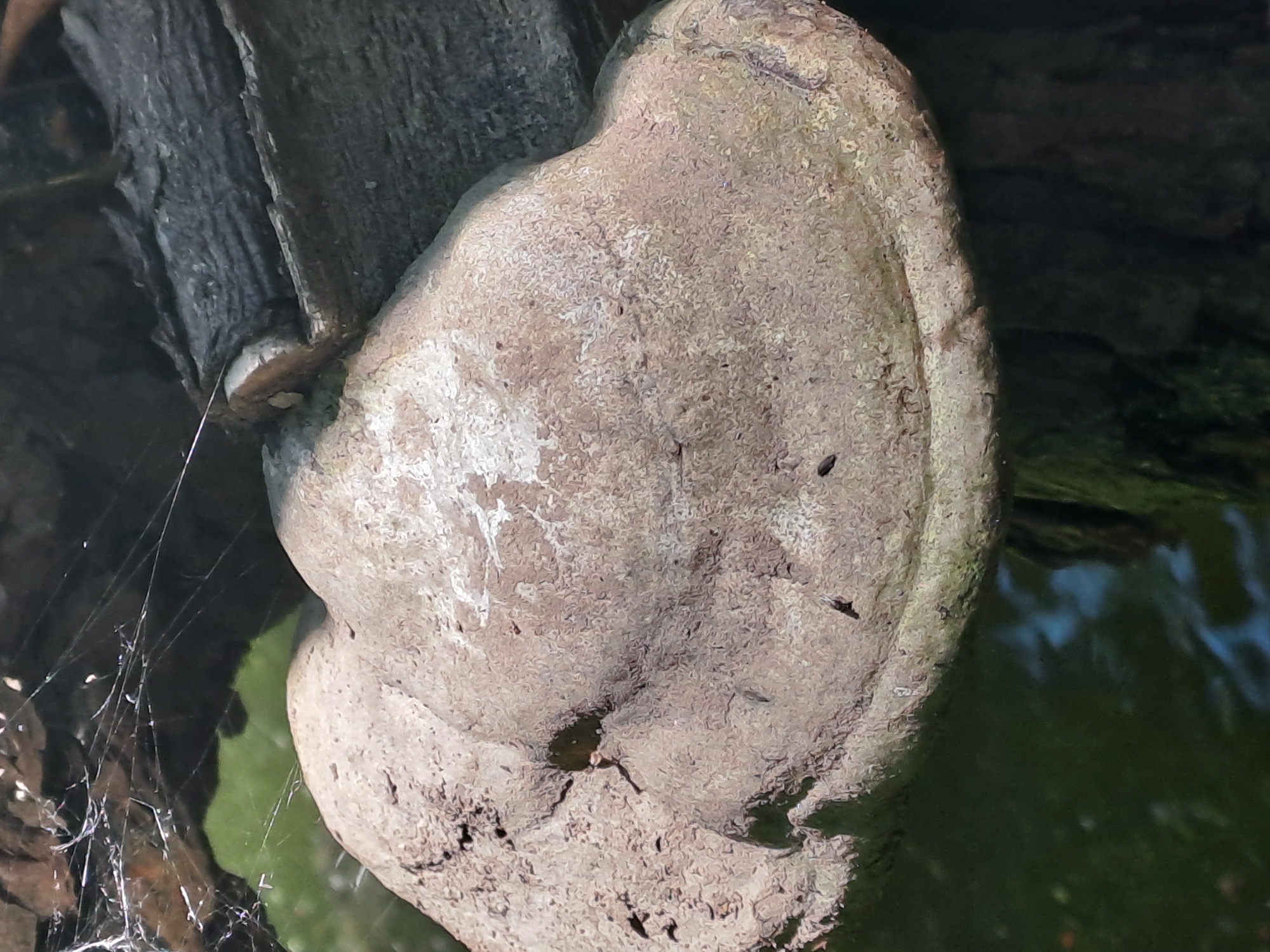 A close-up, slightly angled shot focuses on a large, light brown, bracket fungus growing on a dark, textured tree trunk. The fungus has a thick, leathery appearance with lighter, weathered patches on its surface. A small, dark hole is visible in the left side of the fungus, and a few tiny black specks, possibly insects, are scattered across its surface. Delicate white spiderwebs are visible in the upper left portion of the image, spanning between branches. The background shows a dark, out-of-focus area of foliage and water, suggesting an outdoor environment, possibly near a body of water. The lighting is natural, creating subtle shadows that highlight the texture of the fungus and wood. The image appears to be taken in the city of Dedinovo, Russia, given the context.