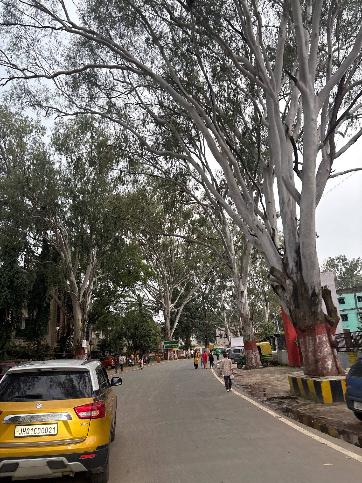 The image depicts a street scene in Ranchi, India, characterized by a tree-lined road and overcast sky. In the foreground, a yellow Maruti Suzuki Brezza car is parked on the left side of the road, facing away from the viewer. The car's license plate reads "JH01CD0021".
The road curves to the right, with a sidewalk on the left. Several people are walking along the sidewalk. On the right side of the road, there are large trees with distinctive white bark, their branches extending over the road. One of these trees has red and white paint markings around its base. Further down the road, there are buildings visible, including one with green walls and windows. A yellow auto-rickshaw is parked on the right side of the road, behind the tree.
The environment appears to be a somewhat humid or rainy day, as there are puddles of water on the ground near the sidewalk on the right. The overall atmosphere suggests a typical urban setting in India, with a mix of vehicles, pedestrians, and natural elements.