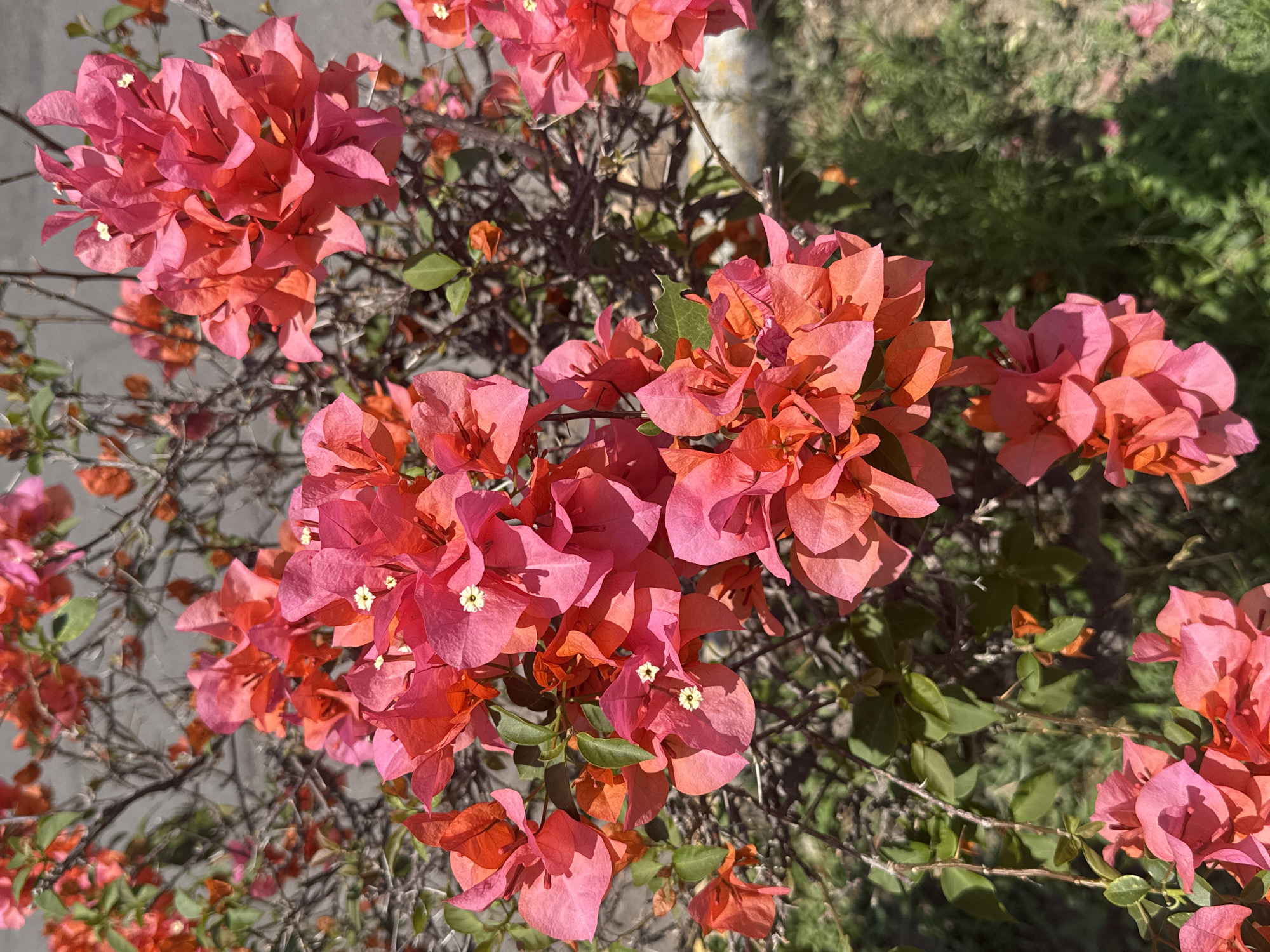The image captures a close-up view of a vibrant bougainvillea plant in full bloom. The primary subjects are the numerous clusters of bright, papery bracts, which display a rich palette of salmon-pink, reddish-orange, and fuchsia hues. These colorful bracts, often mistaken for petals, surround tiny, inconspicuous true flowers, which appear as small white blossoms with yellow centers, subtly scattered throughout the clusters.
Green leaves are interspersed among the blooms, providing a fresh contrast to the warm tones of the bracts. The plant's woody, thorny branches are visible, particularly in the midground, suggesting a robust and established shrub or vine. The overall impression is one of lush, abundant flowering.
The background is softly blurred, indicating a shallow depth of field. To the right and in parts of the background, out-of-focus green foliage suggests other plants, possibly grass or garden bushes. A lighter, greyish blurred area in the upper left and central background might be a paved surface or distant structure. The scene is bathed in bright sunlight, casting distinct shadows on the layered bracts and implying clear, daytime weather. There is no visible text, people, or specific activity taking place; the image is a static portrayal of flora. The lush and colorful nature of the bougainvillea is consistent with warm climates like Puebla, Mexico.