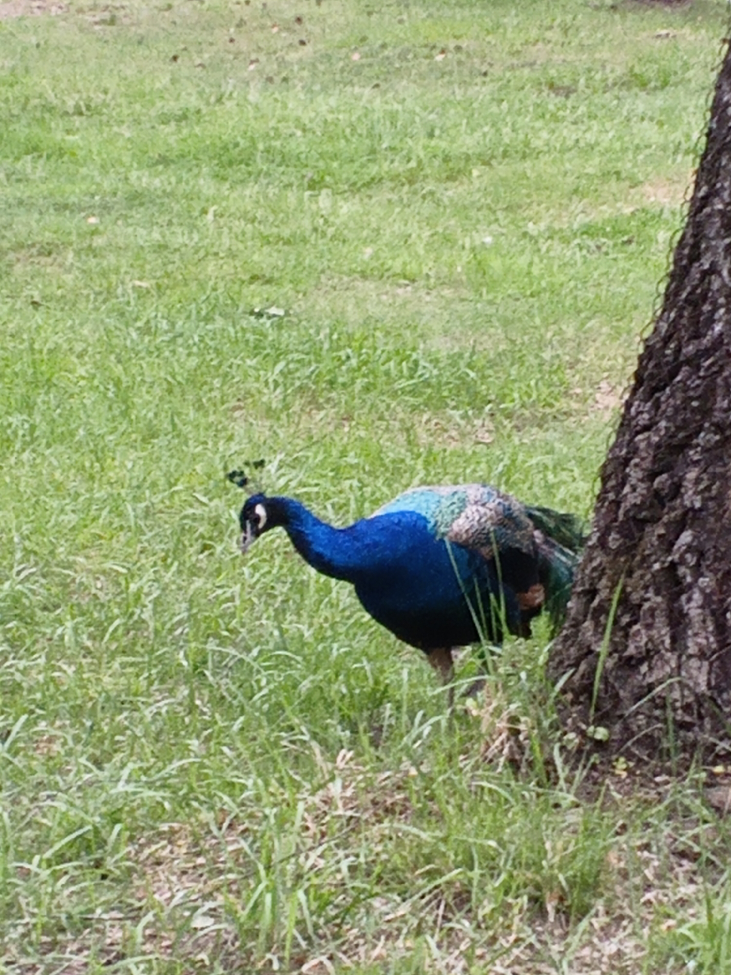 The image captures a vibrant peafowl in an outdoor, natural setting, likely a park or a grassy area with trees. The main subject is a peacock, prominently positioned in the lower-left to central portion of the frame, with its head slightly lowered as if foraging or observing its surroundings. Its neck and head display brilliant iridescent blue plumage, contrasted with a smaller crest of dark feathers on its head, and a white patch beneath its eye. The body exhibits a mix of iridescent green, blue, and brown feathers.
To the right, a large tree trunk with rough, dark bark occupies a significant portion of the frame, providing a natural boundary and depth to the scene. The ground is covered with lush, green grass, which appears slightly unkempt in some areas. The lighting suggests it is daytime, possibly under natural daylight or light overcast conditions, with no harsh shadows visible. The overall impression is one of peaceful natural habitat. There are no human subjects or visible text in the image. The scene takes place in what is contextualized as Малахавецкі сельскі Савет, Belarus.