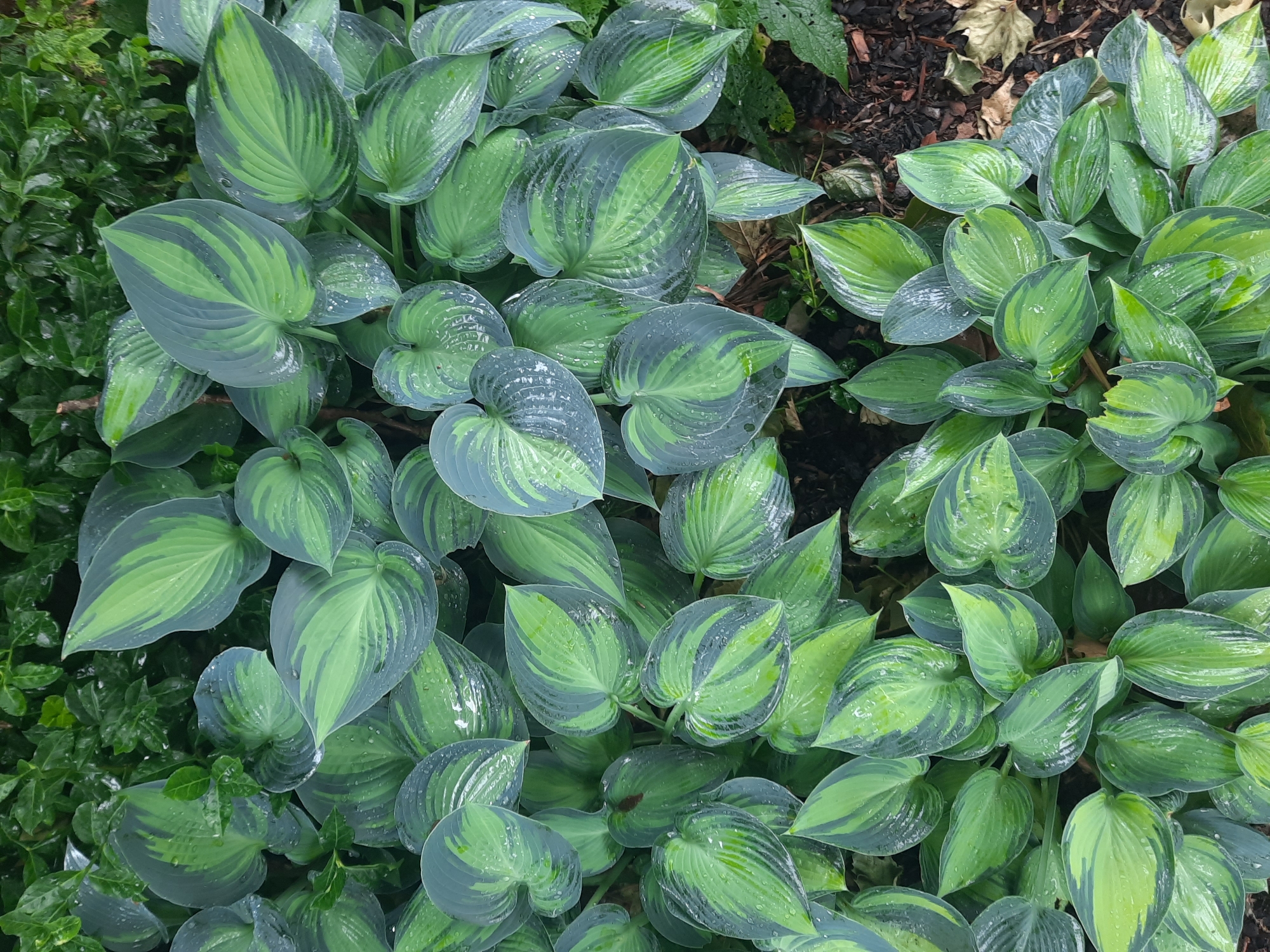 This is a top-down, medium shot of a cluster of hosta plants in a garden. The hosta leaves are large and heart-shaped, with variegated patterns of dark green and lighter green stripes. The leaves are wet, with visible water droplets on their surfaces, suggesting recent rain or watering. The background consists of darker green foliage and some brown mulch. The image appears to have been taken outdoors in a natural setting, possibly a garden or park. There are no people or animals present in the image. The lighting is diffuse, consistent with an overcast day or shaded area. The location is specified as Rosenheim, Germany.