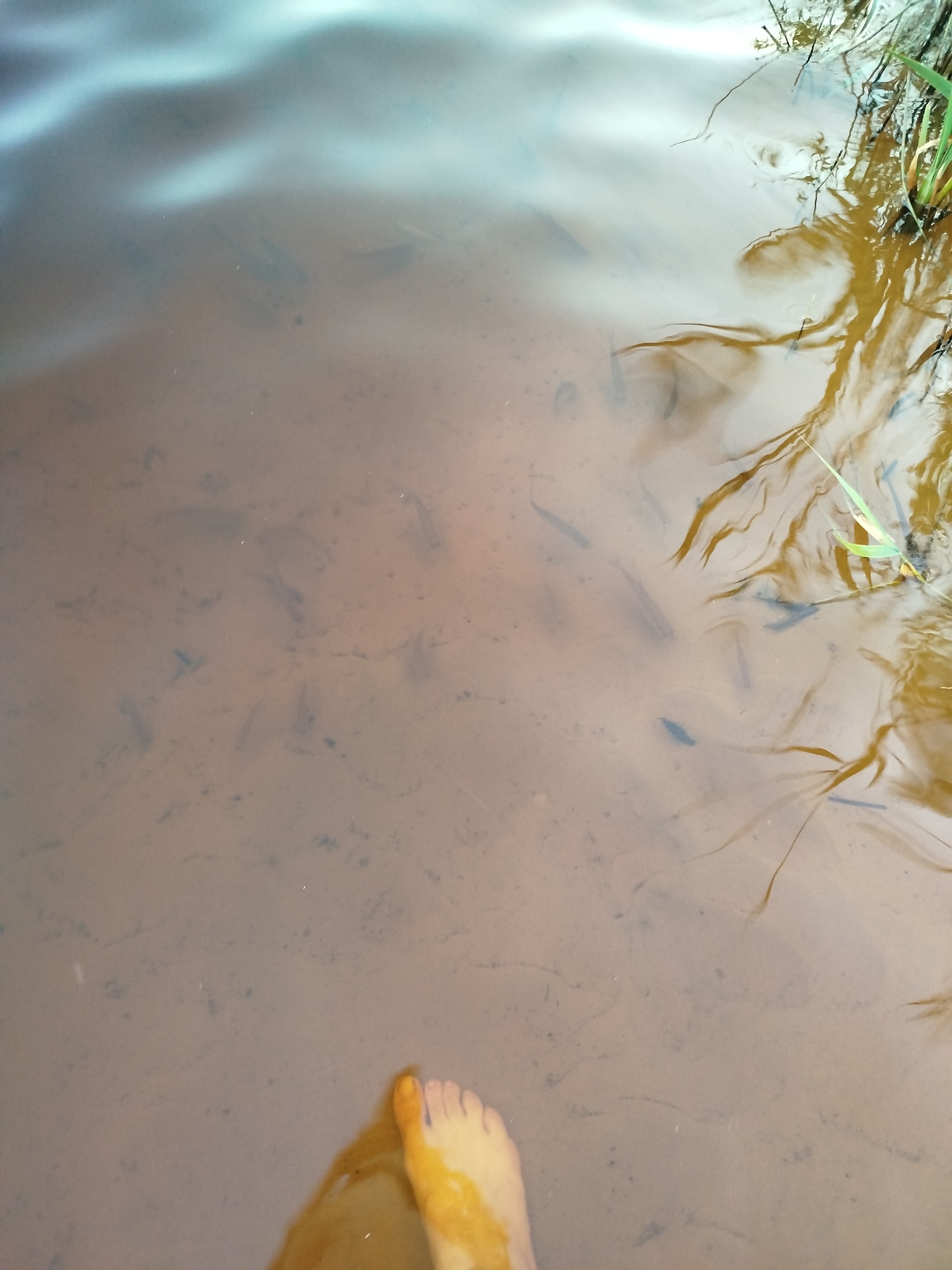 A bare foot, painted with yellow dye, is submerged in murky brown water. The water is shallow, revealing the sandy bottom with faint shadows that could be small fish or debris. In the upper right corner, reeds and grasses emerge from the water, casting reflections that distort the surface. The water appears to be a natural body of water, such as a riverbank or pond edge, possibly located in Navapolatsk, Belarus. The overall impression is one of a natural, uncultivated environment.