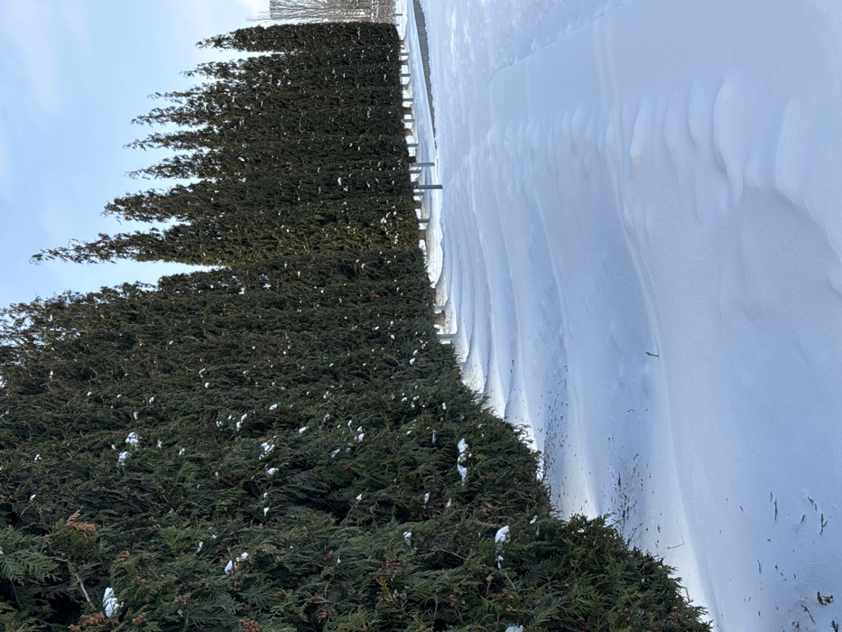The scene depicts an exterior winter landscape in Plodorodny, Russia. A prominent, continuous linear arrangement of approximately twenty tall, slender evergreen trees, consistent with cypresses or arborvitae, extends diagonally from the left foreground to the right background. These trees exhibit dark green foliage with sparse, white snow patches clinging to branches. The base of each visible tree trunk, at ground level, is painted white. The terrain directly fronting the tree line is covered by undisturbed white snow, which forms a series of low, undulating drifts running parallel to the tree bases. To the immediate right of these drifts, the snow surface appears flatter, indicative of a cleared or compacted pathway. The background consists of a clear, light blue sky. No human subjects or active elements are present in the frame.