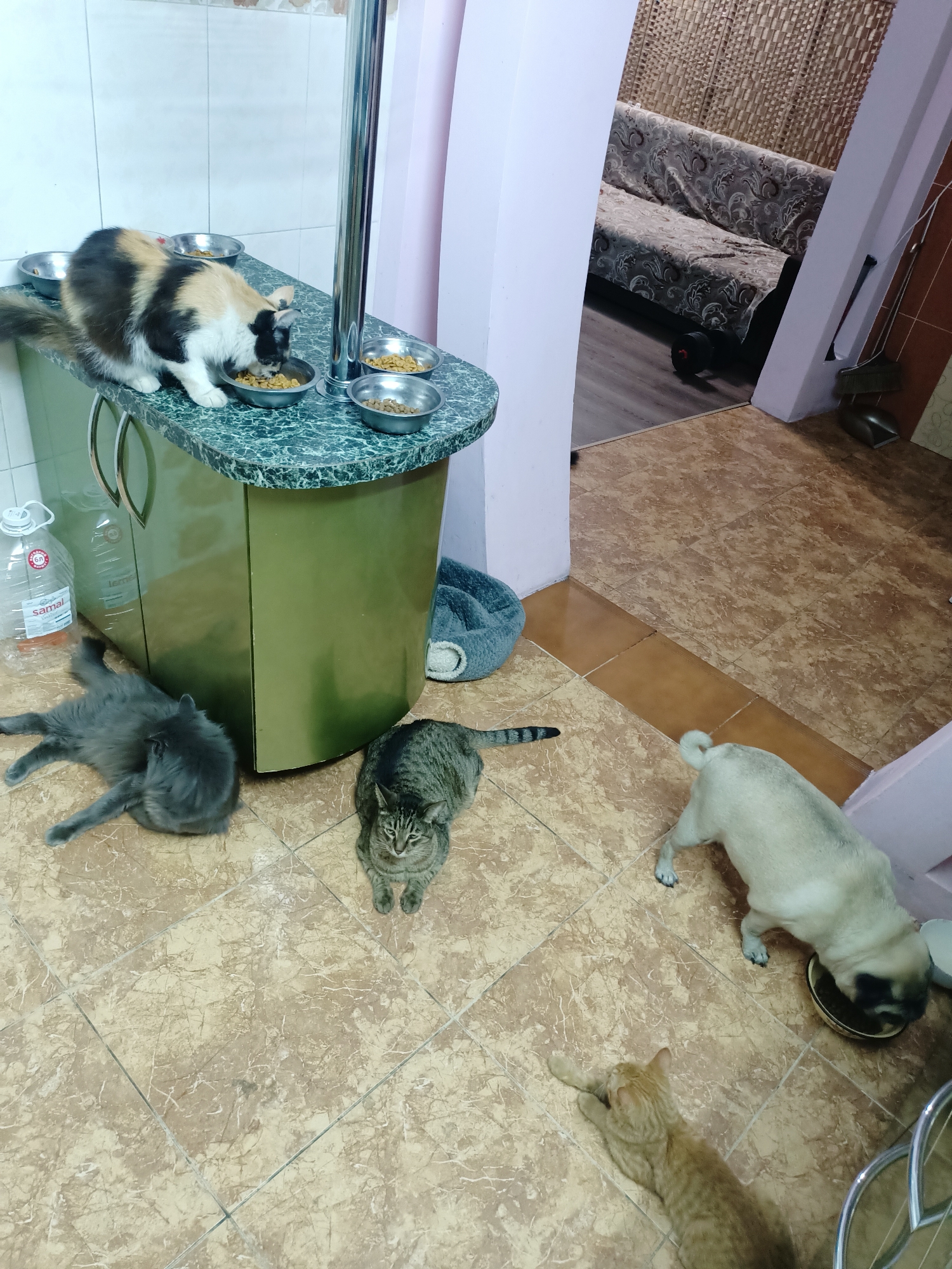In an indoor setting, likely a kitchen or dining area, a group of pets are gathered around food bowls. A calico cat is perched on a counter, eating from a bowl. Below, a grey cat is lying on the floor, appearing to groom itself. A tabby cat is also on the floor, looking towards the camera. A light-colored pug is actively eating from a bowl on the floor. An orange tabby cat is lying on its side, partially visible in the lower right of the frame. The floor is tiled with a brown and cream marbled pattern. A green cabinet stands against the wall, topped with a dark countertop where multiple food bowls are placed. A large plastic bottle of water is visible on the floor near the cabinet. In the background, a sofa covered with a patterned throw is visible through an open doorway, and a broom and dustpan are propped against the wall. The scene does not contain any specific landmarks that would allow for definitive identification of its location within Almaty, Kazakhstan.