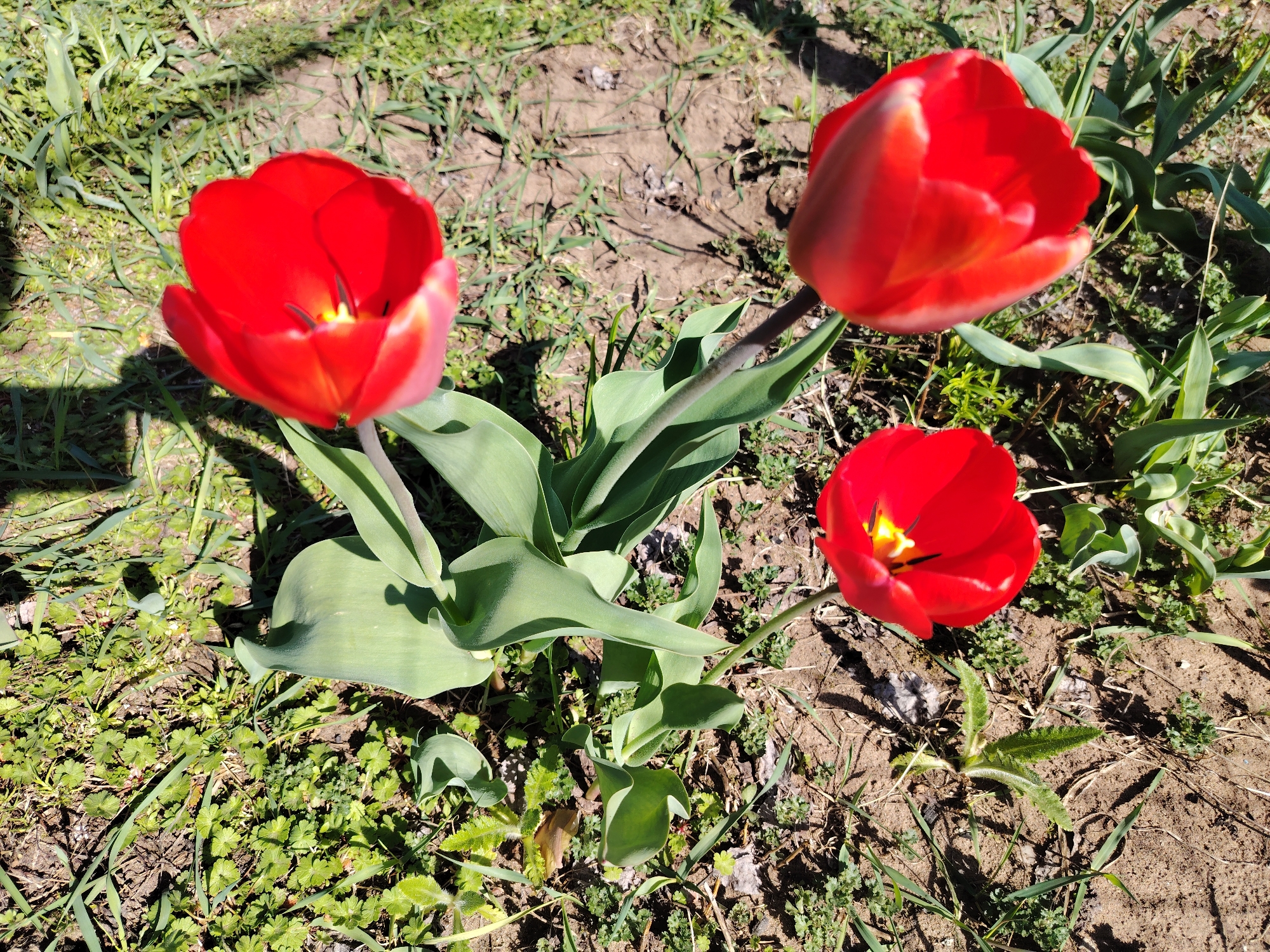 The image shows three vibrant red tulips in full bloom, surrounded by green foliage and a mixed ground cover of grass and small plants. The tulips are in varying stages of opening, with one fully open, one slightly closed, and another at a middle stage. The setting appears to be a garden bed, with patches of bare earth interspersed among the vegetation. The overall impression is a sunny, springtime scene. There is no way to confirm that the image was taken in the city of Chaikovsky, Russia from the information provided.