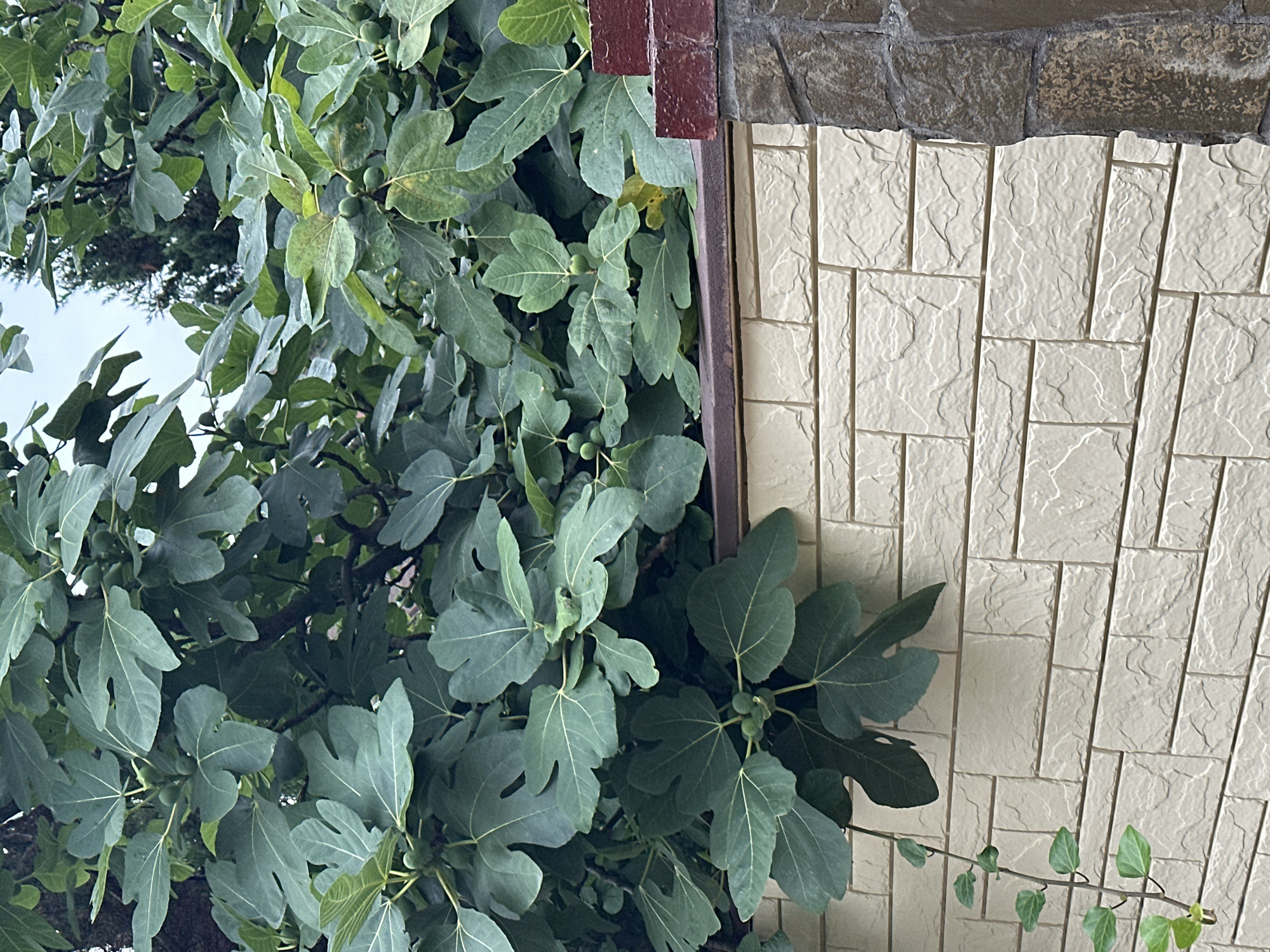 The image depicts a close-up view of a fig tree with unripe figs and large, green leaves, situated in front of a decorative wall in Sochi, Russia. The wall is constructed from two types of materials: a cream-colored, textured brickwork on the left and a dark, rough-hewn stone on the right, topped by a red brick border. The overall impression is of a lush, natural setting contrasting with urban construction.