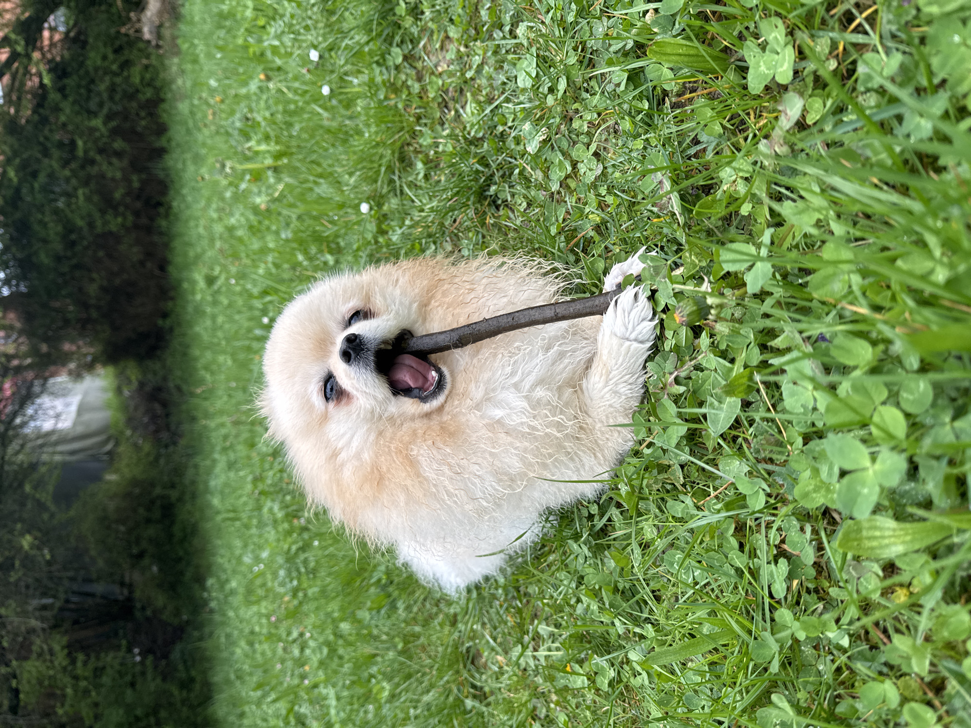 A light-furred Pomeranian dog is lying on its back in a grassy area, holding a dark brown stick in its mouth. The dog's mouth is open, and its teeth are visible. The grass appears to be a mix of grass and clover, and there are a few small white flowers scattered throughout. A dark hedge is visible on the left side of the image, with some sort of tent-like, possibly white covering visible. The location is outdoors, but there is no evidence of the city of Bietigheim-Bissingen, Germany.