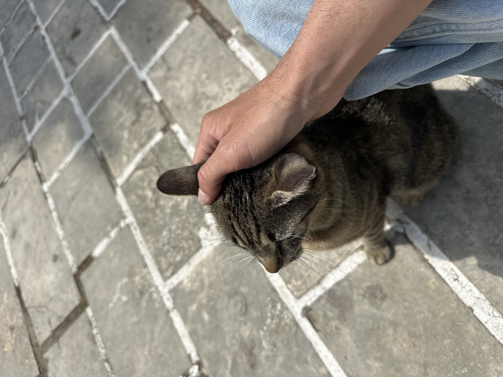 A medium shot taken from above shows a brown tabby cat being petted by a person sitting next to it. The person's right hand rests on the cat's head. The person is wearing light blue jeans. The cat is sitting on a stone surface constructed of medium gray pavers with white grout. The location is undetermined, but may be Budva, Montenegro.