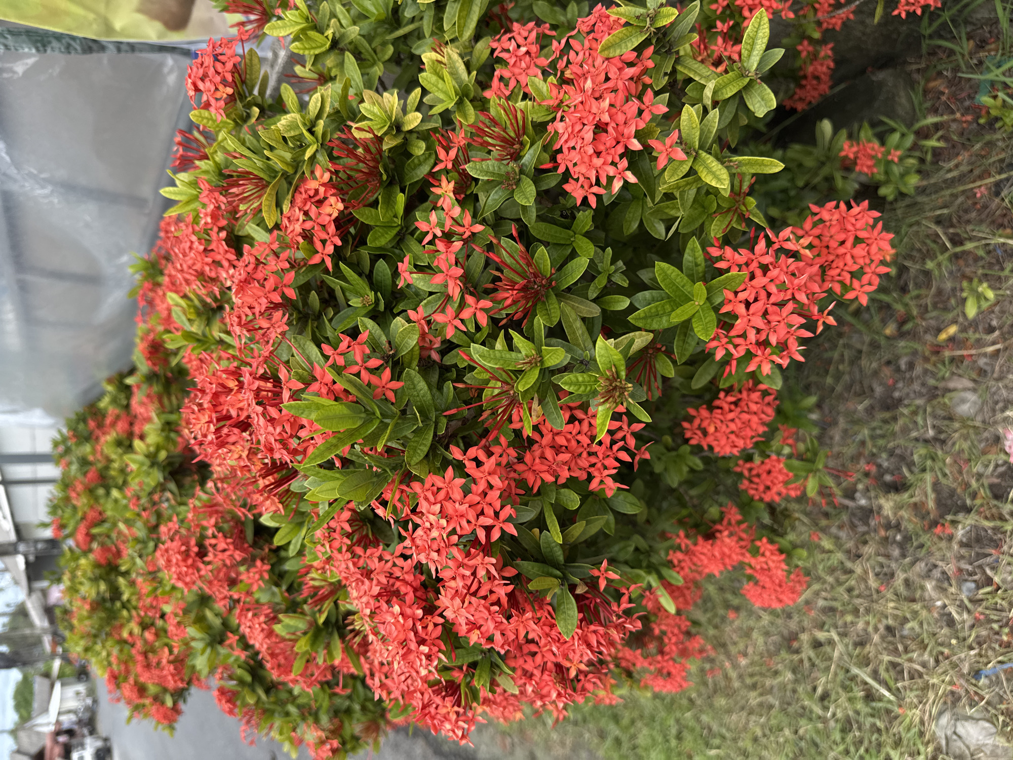 The image depicts a dense planting of Ixora flowers, characterized by their clusters of small, star-shaped red blossoms and glossy green leaves. The flowers are abundant, creating a vibrant mass of color. They are situated along a roadside in Rawai, Thailand, as indicated by the presence of a paved road and sidewalk visible in the background. The roadside environment includes scattered patches of dry grass and some distant buildings that appear to be commercial or residential structures. The overall impression is that of a well-maintained floral display in a tropical urban setting. There are no people or animals visible in the image, and no specific actions or interactions are taking place. The focus is solely on the botanical subject and its immediate surroundings.