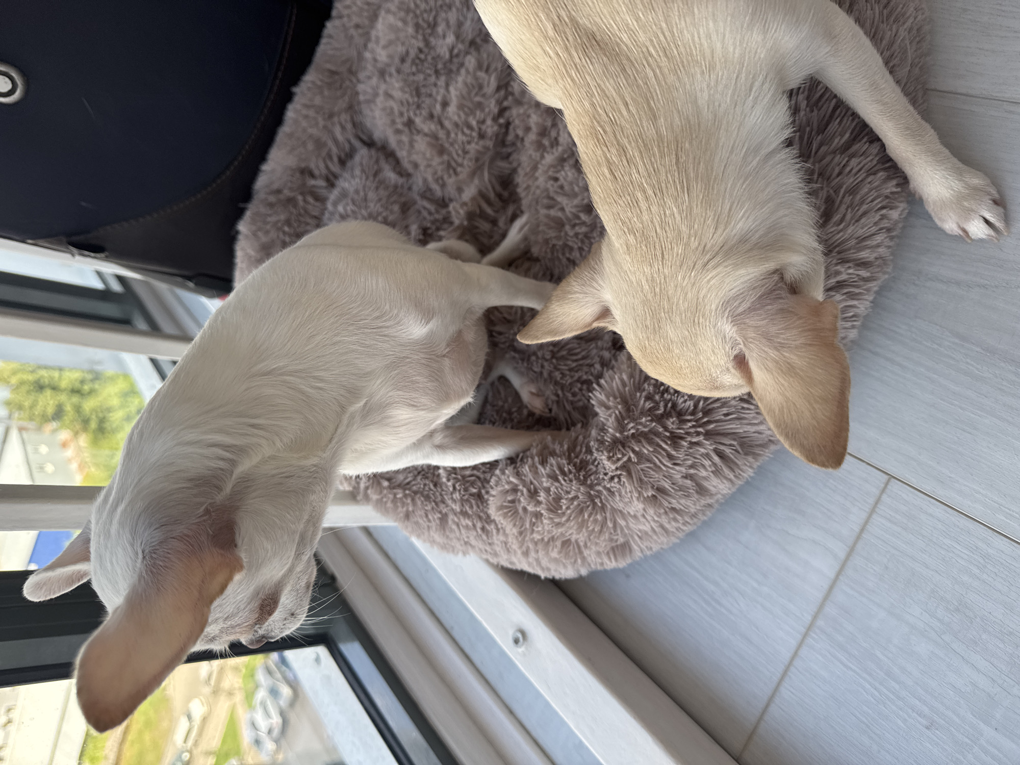 Two cream-colored Chihuahuas are resting on a fluffy, light brown dog bed placed on a light gray wooden floor. The bed is positioned near a window with a white frame. The dog in the foreground is facing away from the camera, with its head lowered, appearing to sleep or rest. The dog in the background is sitting and looking out the window. Through the window, a view of an urban environment is visible, including trees, buildings, and cars. The scene suggests a quiet moment indoors with the dogs observing the outside world.