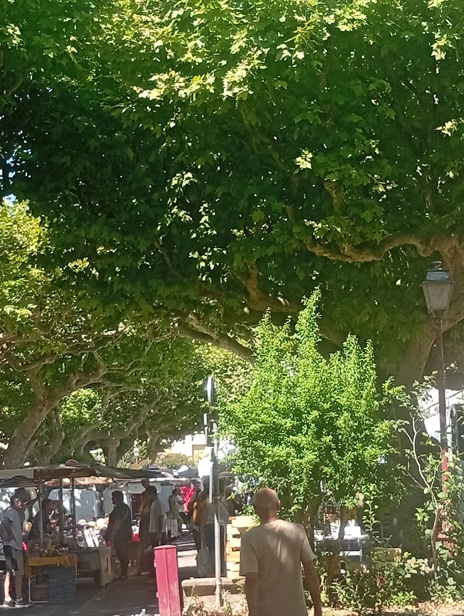 The image depicts a lively outdoor market scene under the shade of large, mature trees, likely plane trees, which line a street in Viviers, France. The canopy of leaves casts dappled sunlight on the market stalls and the people browsing them. Several market stalls are visible, covered with awnings, displaying goods that are not clearly identifiable but appear to be produce or crafts.
In the foreground, a man with a bald head is seen from behind, wearing a light-colored t-shirt. To his left, and further back, other individuals are visible, some interacting at the market stalls. One person, wearing a grey t-shirt and shorts, stands near a stall. Further into the market, other figures are seen, some browsing and some tending to the stalls. A red trash receptacle is prominent in the mid-ground.
A street lamp with a lantern-style top stands to the right of the frame, a common feature in European towns. The background shows more trees and some buildings, suggesting an urban setting. The overall atmosphere is one of a typical sunny day at a local market.