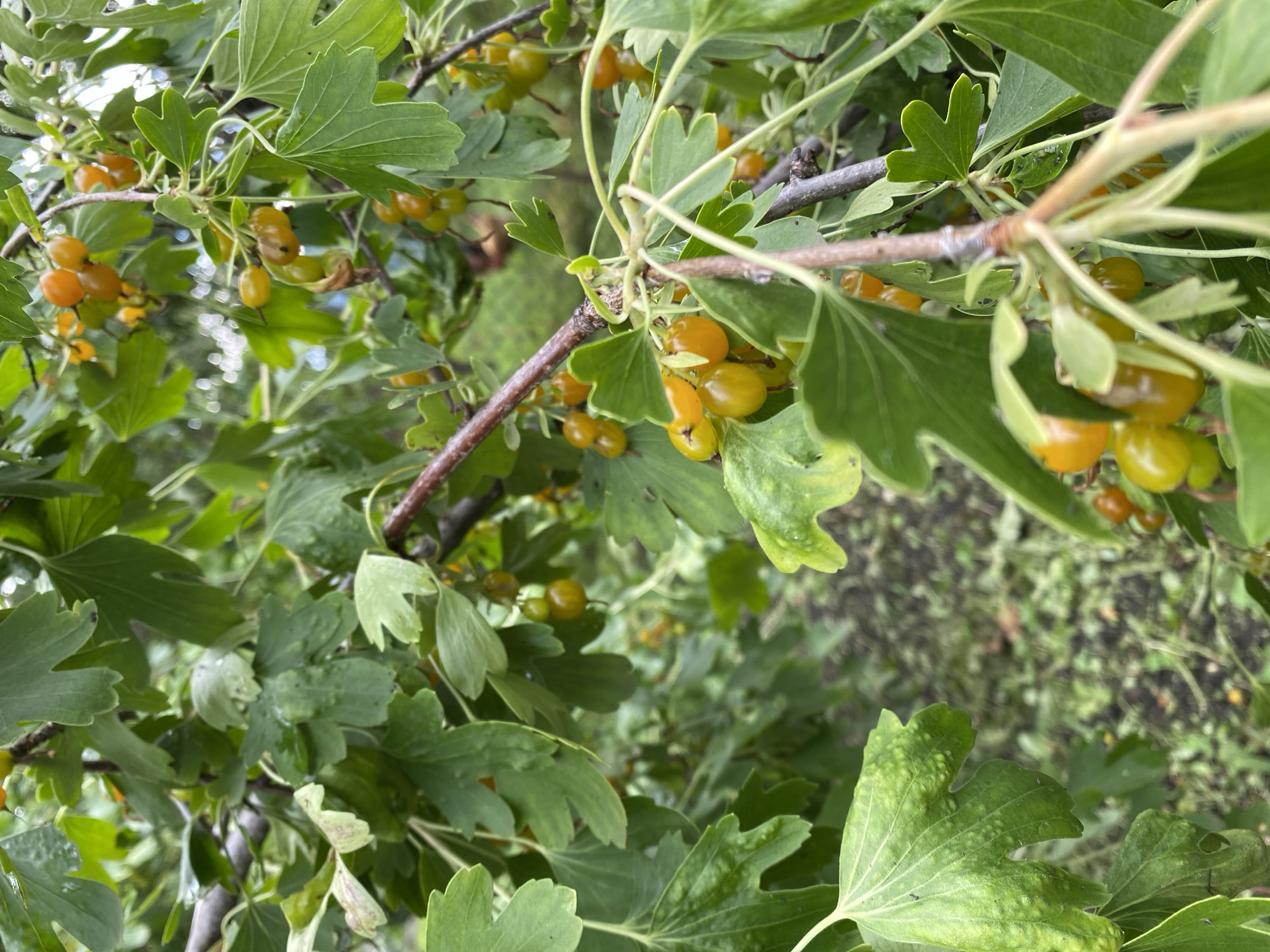 This is a close-up, eye-level shot of a gooseberry bush with ripe, golden-yellow berries. The berries are clustered together on thin stems, surrounded by lush green leaves. The leaves are broad with distinctly lobed edges, and some appear slightly damp, suggesting recent rain or dew. The branches are slender and brown, with a rough texture. The background is softly blurred, showing more foliage and a hint of dark, earthy ground cover. The lighting suggests an overcast day, with soft, diffused light illuminating the scene. The image is taken outdoors, likely in a garden or natural setting in Marinopil, Ukraine. There is no visible text. The overall impression is one of natural abundance and the beauty of ripening fruit.