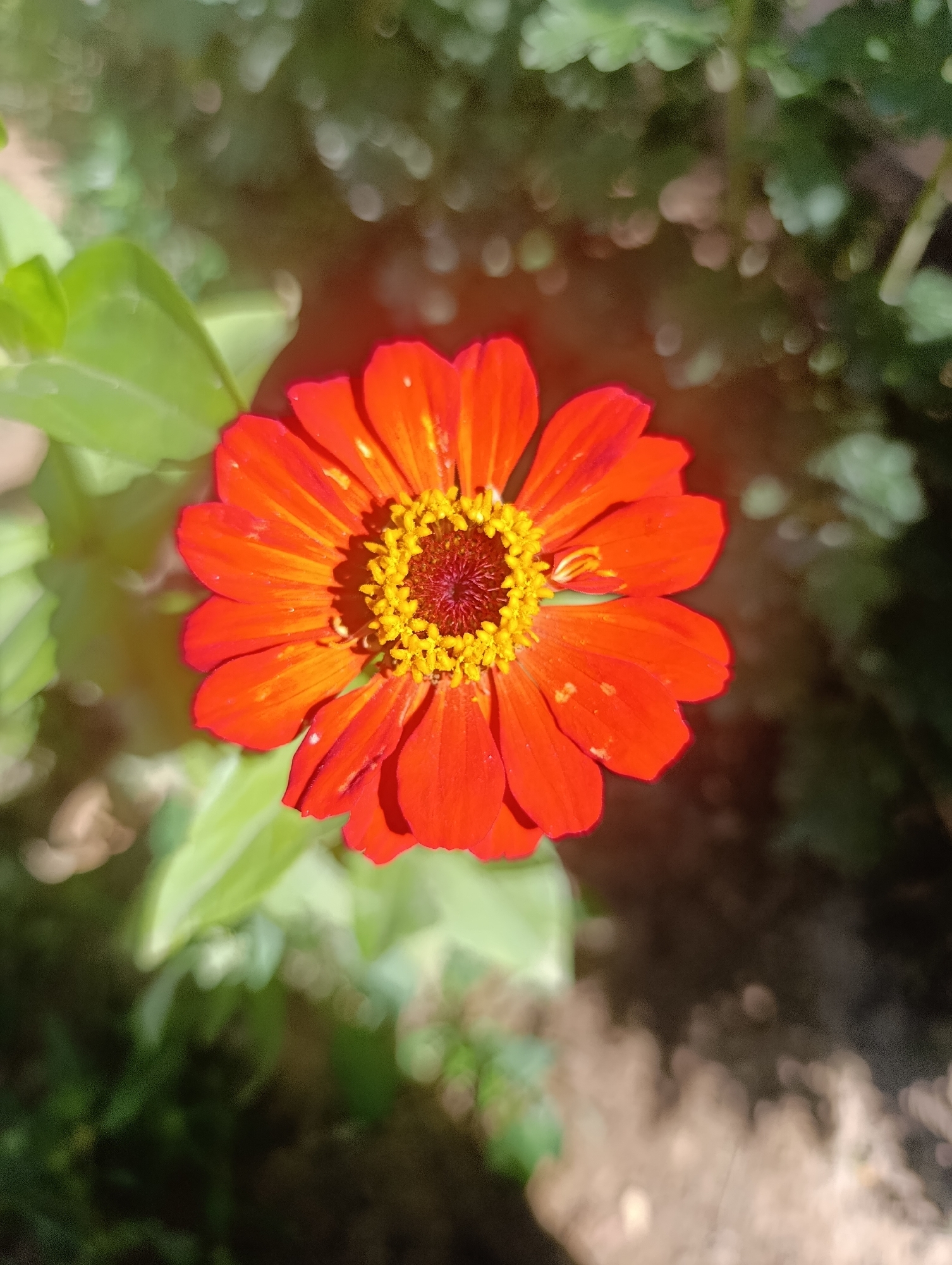 An overhead shot captures a vibrant red zinnia flower, its petals radiating outwards from a central cluster of yellow stamens. The flower is in sharp focus, while the surrounding environment is softly blurred, creating a shallow depth of field. Lush green leaves and out-of-focus foliage form a natural backdrop, suggesting an outdoor setting. Sunlight dapples the scene, casting highlights and shadows that add depth and dimension. The background includes elements of brown earth, with some of the blurred foliage appearing as soft, circular bokeh effects. The scene is devoid of any people, objects other than the flower and foliage, or discernible actions. There is no information to suggest the location of this image in Kochkor, Kyrgyzstan, or any other specific geographical area.