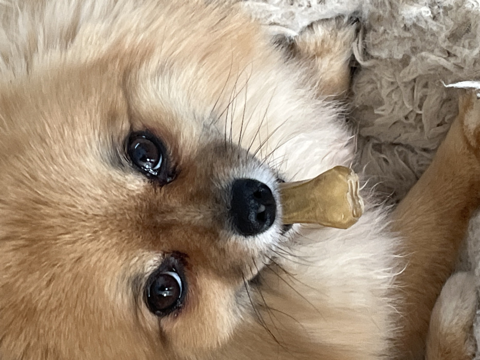 This image, captured in Chambœuf, France, presents a close-up of a domestic canine. The subject is a small, medium-haired dog, exhibiting reddish-brown and tan fur tones. Its dark eyes are prominent, reflecting ambient light, and it looks directly forward. The dog is actively holding a light brown, bone-shaped chew toy or treat vertically in its mouth, positioned between its upper and lower jaws. Visible whiskers extend from its muzzle. The canine's body, including a portion of a front leg, rests on a light-colored, textured fabric surface, consistent with a blanket or carpet, which occupies the background.