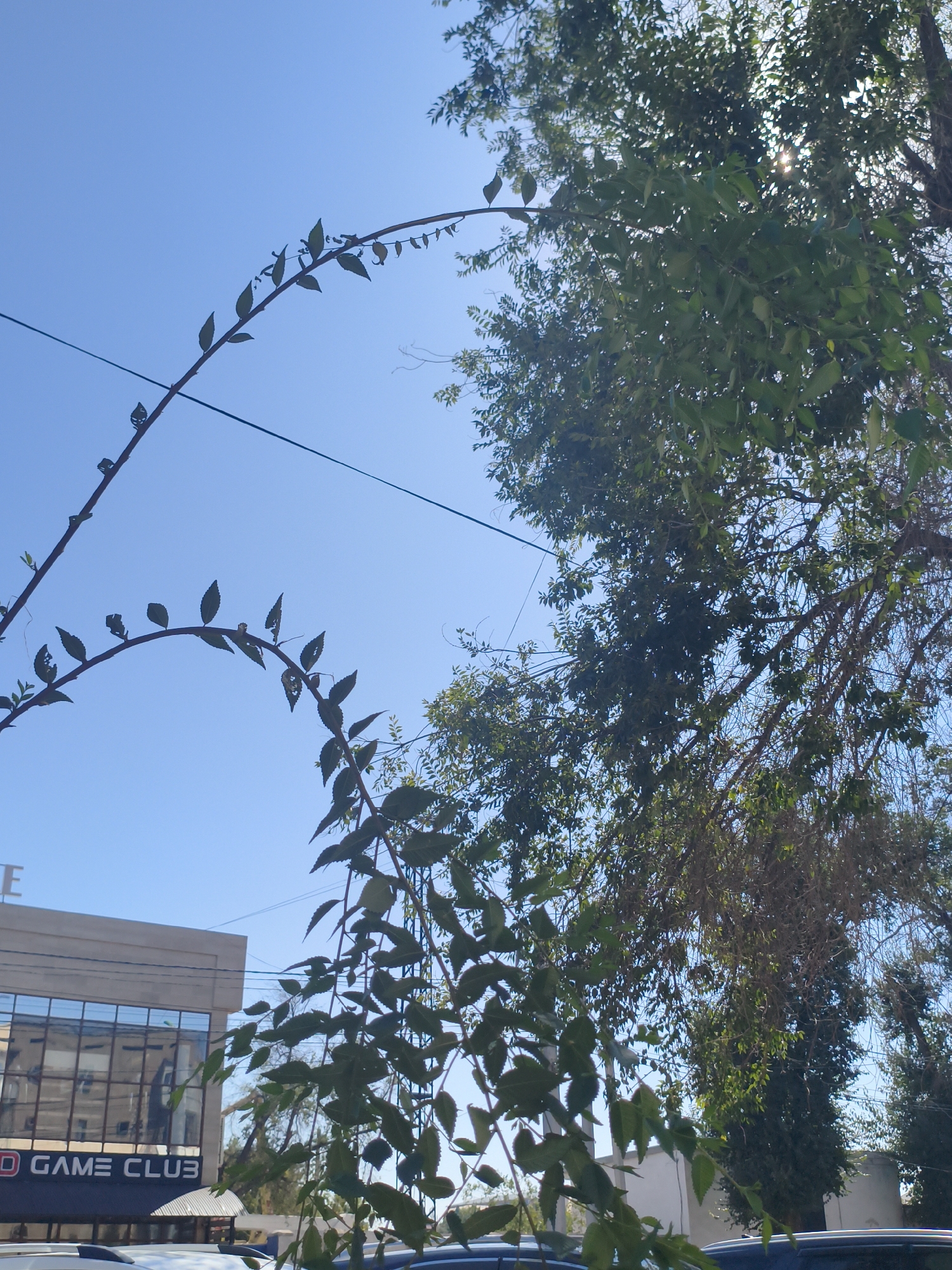 The image is an outdoor, low-angle shot taken on a clear day, with the sky dominating the upper portion of the frame. A thin vine with small leaves arches across the left and center of the image, silhouetted against the bright blue sky. A large tree with dense green foliage fills the right side of the frame, with sunlight filtering through its leaves. In the lower left corner, a modern building with glass windows and a sign that reads "D GAME CLUB" is visible. Two cars are partially visible in the foreground at the bottom of the image. The scene appears to be in a city, likely urban, but no specific landmarks within Taraz city administration, Kazakhstan are identifiable from the visual information provided.