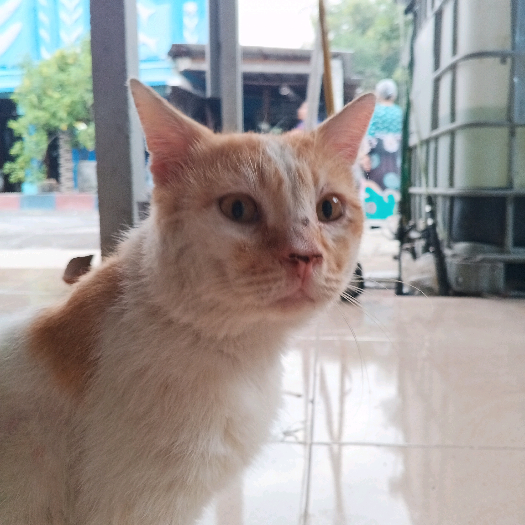 The image is a close-up, eye-level shot of an orange and white cat's face and upper body, positioned centrally in the frame. The cat is looking towards the viewer with a slight tilt of its head. Its eyes are amber, and its nose is pink with dark markings. The background is blurred, suggesting an outdoor environment. To the left, a blurred green tree is visible, and further back, a structure with blue and white accents is apparent. To the right, a large, cylindrical object, possibly a water tank, is partially visible, along with some metal framing and other indistinct objects. The ground appears to be tiled. The lighting suggests it is daytime, with diffuse light casting soft shadows. There are no visible people in the immediate vicinity of the cat, though a blurred figure wearing a blue and white patterned shirt can be seen in the mid-ground to the right. The overall scene depicts an ordinary moment with a domestic animal in what appears to be a residential or communal outdoor space in Canggah, Indonesia.
