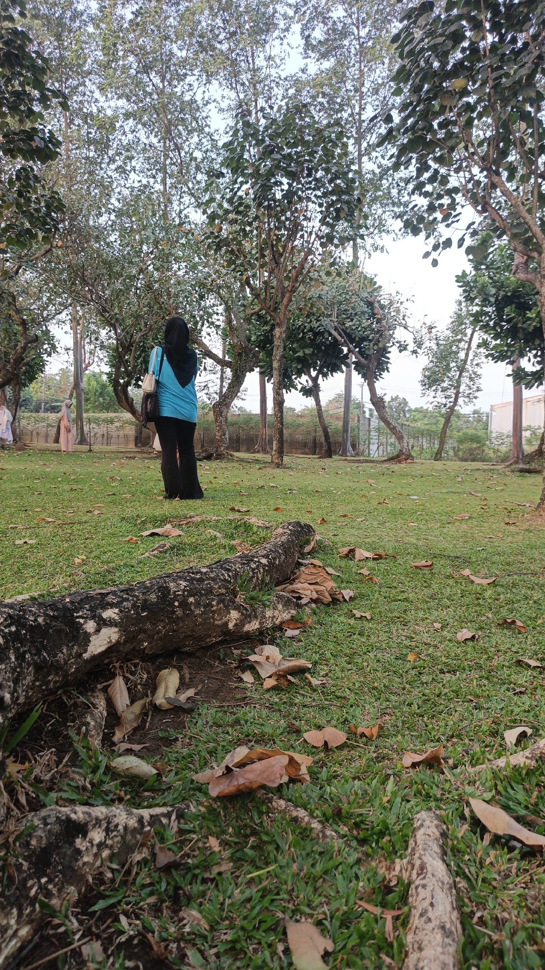 A medium shot captures an outdoor scene in the city of Bacin, Indonesia. In the foreground, prominent tree roots and scattered brown leaves rest on a well-maintained green lawn. In the mid-ground, a person wearing a blue shirt and black pants, covered with a black hijab, stands facing away from the camera. They are carrying a bag over their shoulder and a purse. To the left of this person, a second individual in a light-colored garment is partially visible. The background is dominated by a cluster of trees with green foliage and visible branches, interspersed with utility poles and what appears to be a building structure. The overall lighting suggests it is daytime, likely late afternoon or early morning, with a soft, even light. The atmosphere is serene, with the focus drawn to the natural elements and the solitary figure.