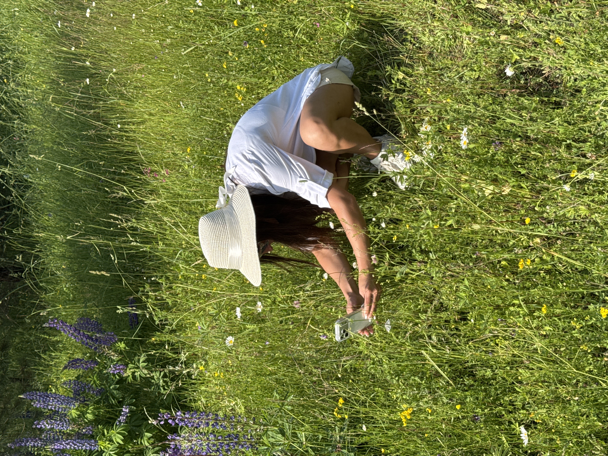 A woman wearing a white sun hat and a white shirt is squatting in a field of green grass and wildflowers, holding a silver smartphone in her hands to take a picture. The field is lush with various types of flowers, including purple lupines on the left side of the frame, and smaller white and yellow wildflowers scattered throughout. The woman is facing to her right, partially obscured by the tall grass and her posture. Her legs are bent, and she is crouching low to the ground. The scene appears to be outdoors in a natural setting, likely a meadow or field. The time of day seems to be daytime, with bright sunlight casting shadows and illuminating the vegetation. The background consists of more dense greenery and possibly trees. This image was taken in the city of Vanki, Russia.