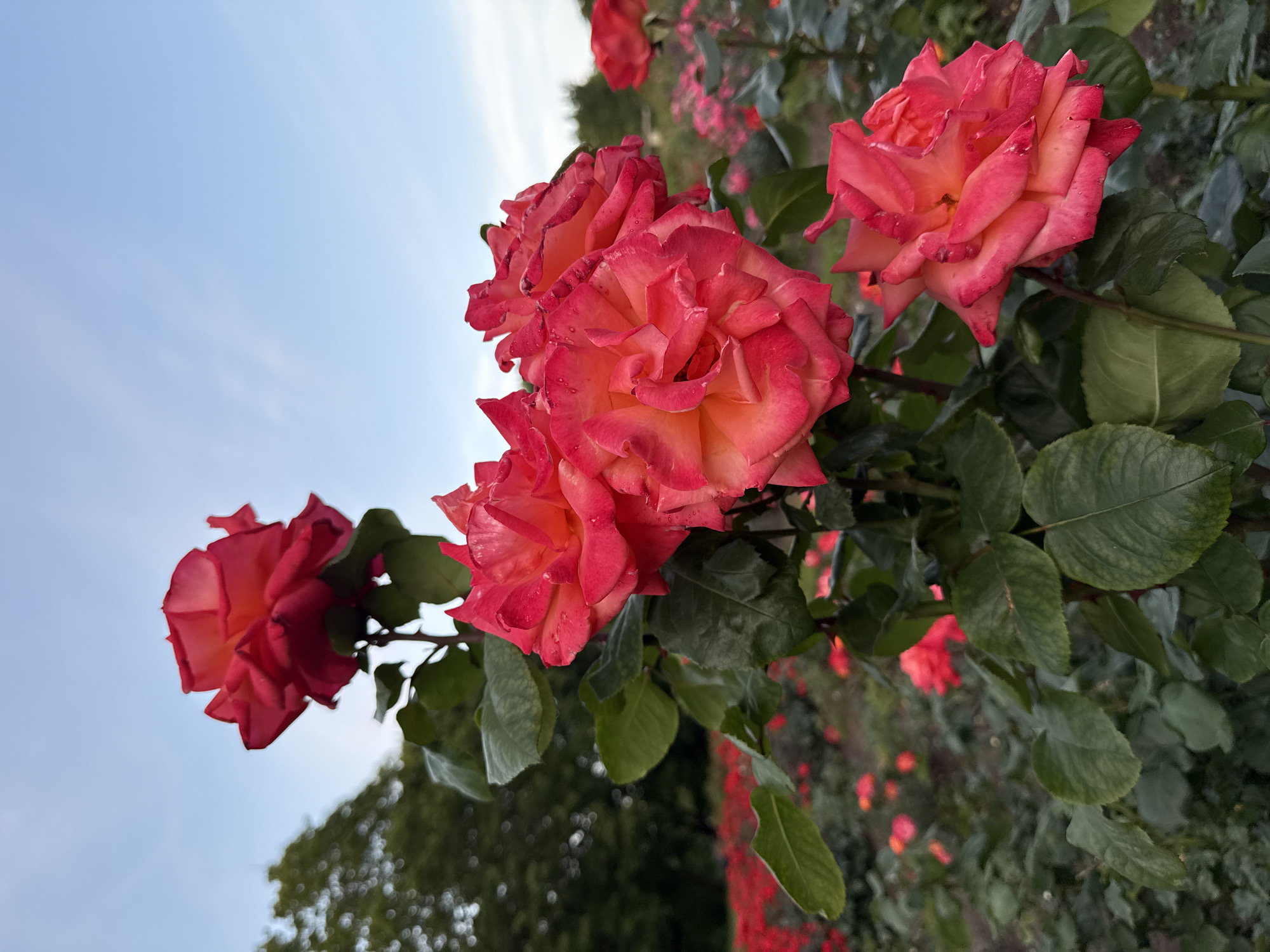 A close-up shot captures several vibrant red roses in bloom. The flowers are the primary focus, with their petals displaying a gradient of red and pink, some even showing hints of yellow near the center. Dew drops are visible on some of the petals, suggesting recent moisture. The roses are attached to thick, green stems with dark green leaves, some of which also have dew drops. In the background, a dense field of more red roses stretches out, blurred into a soft bokeh effect. Further in the distance, a lush green tree is visible on the left, and a faint, pale blue sky with wispy clouds fills the upper portion of the frame. The setting appears to be a garden or park.