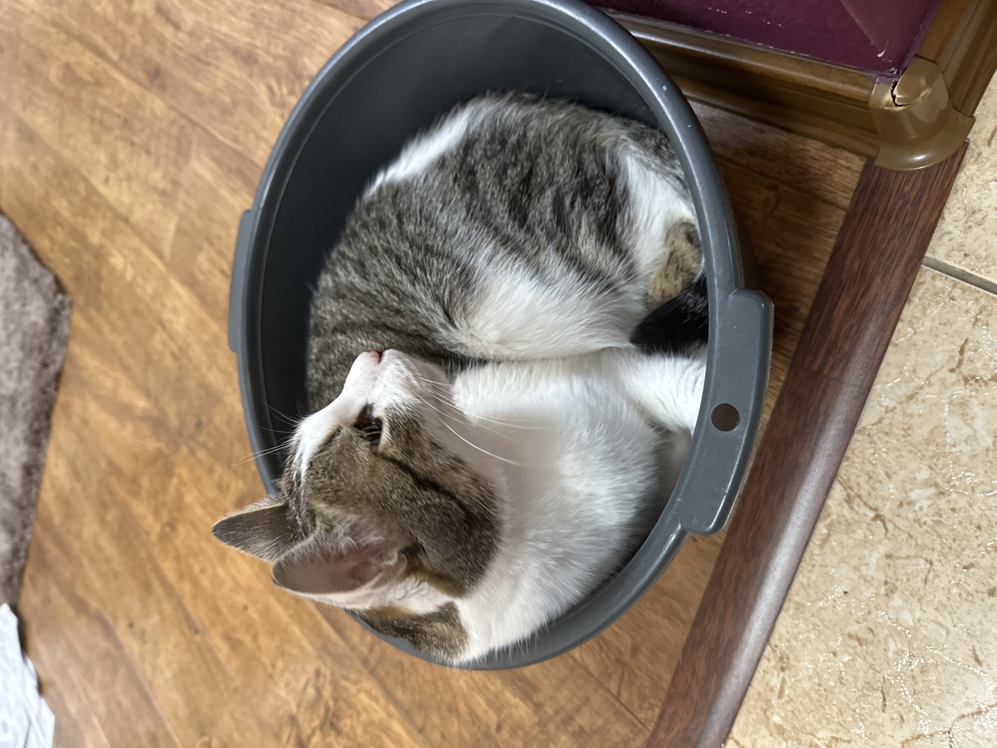 A medium-sized, gray plastic bucket containing a curled-up gray-and-white tabby cat rests on a wooden floor. The cat faces upward, its head tilted slightly back. To the right of the bucket, a wooden baseboard separates the wooden floor from a tiled floor. A section of a dark brown wooden cabinet or shelf is visible behind the bucket. The background includes a beige rug. The location of the city of Krasnoyarsk, Russia is not inferable from the image.