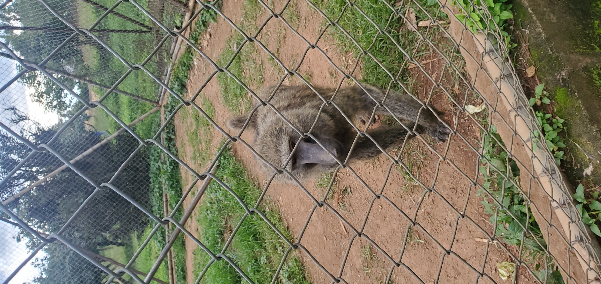 A baboon is seen walking behind a chain-link fence in a zoo enclosure. The baboon is a medium-sized primate with brownish-gray fur and a dark face. It is walking on a dirt path with sparse grass. In the background, there are trees and more grassy areas. The fence is made of galvanized steel and is diamond-shaped. The enclosure appears to be located in a zoo in Jos, Nigeria, given the vegetation and style of fencing commonly found in such facilities in that region.