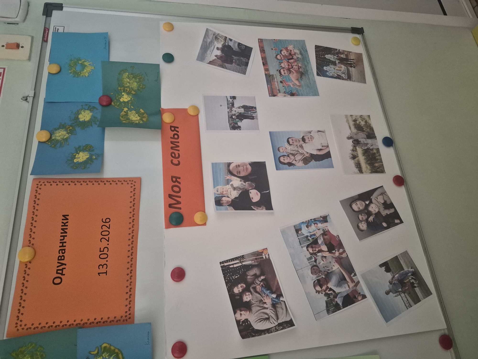 A whiteboard is affixed to a wall, displaying various items. An orange sheet with a decorative border contains the Cyrillic word "Одуванчики" and the date "13.05.2026". Adjacent to this are square sheets of blue and green paper, each imprinted with a yellow floral design. An orange rectangular piece of paper with the Cyrillic text "Моя семья" is also present. The whiteboard is covered with photographs showing different groups of people. Circular magnets, colored red, yellow, blue, and green, are used to secure the displayed items to the board. The scene appears to be indoors in a classroom or a similar type of facility.