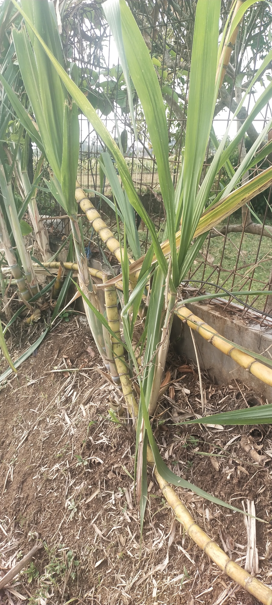 The image depicts a close-up view of several sugarcane stalks growing in what appears to be an outdoor environment. The sugarcane stalks are tall and green with segmented, yellowing lower portions. Some stalks are growing upright, while others are bent or lying on the ground. The ground is covered with dry grass, leaves, and soil. In the background, a rusty metal fence is visible, and beyond that, some foliage and trees. The scene suggests a rural or semi-rural setting, potentially a sugarcane field or a place where sugarcane is grown for personal use. The lighting suggests it is daytime. There are no people or animals visible in the image. The location in the city of Pasirhuni, Indonesia, is noted.